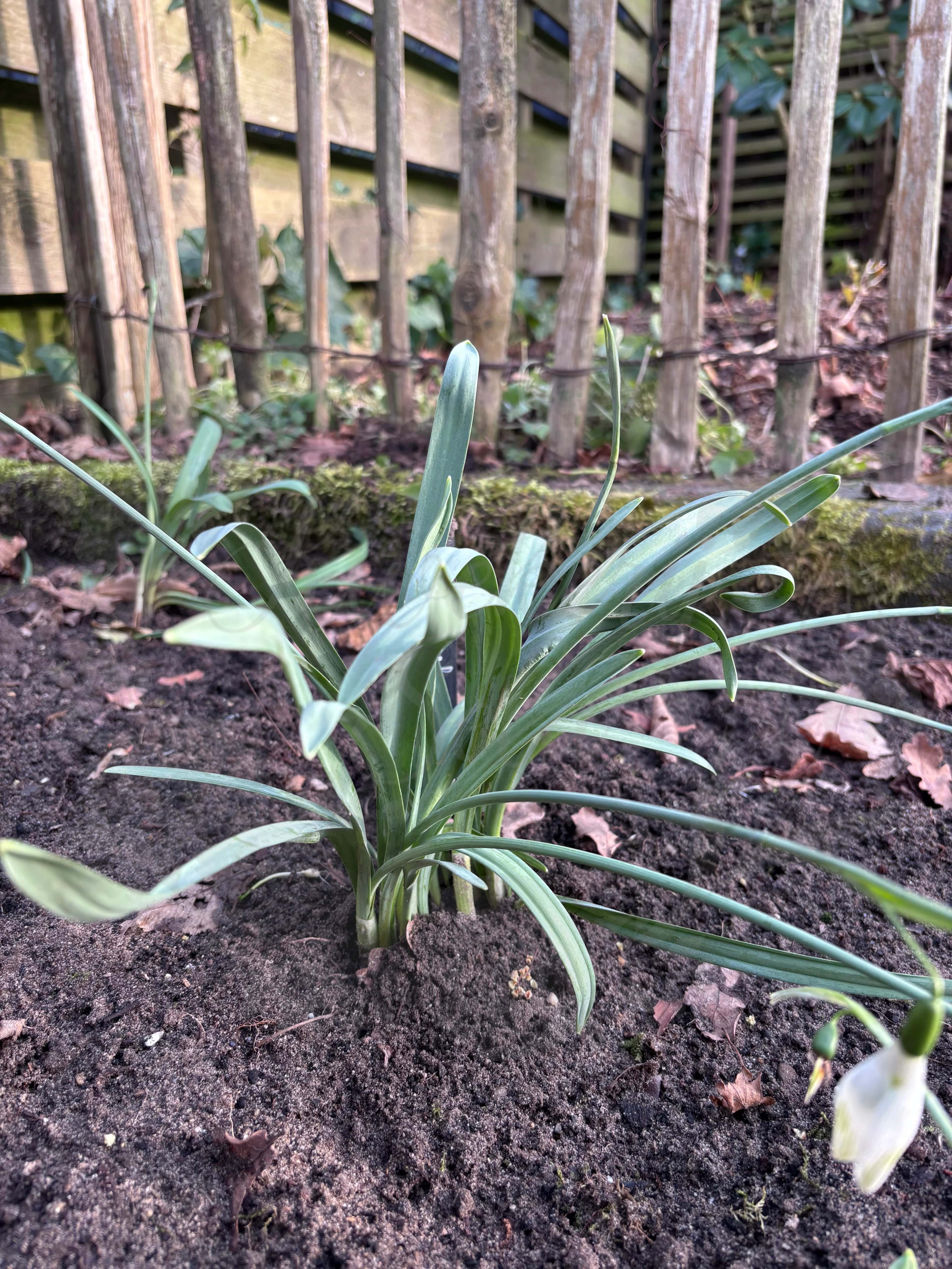 Galanthus "Snow Angel" 4