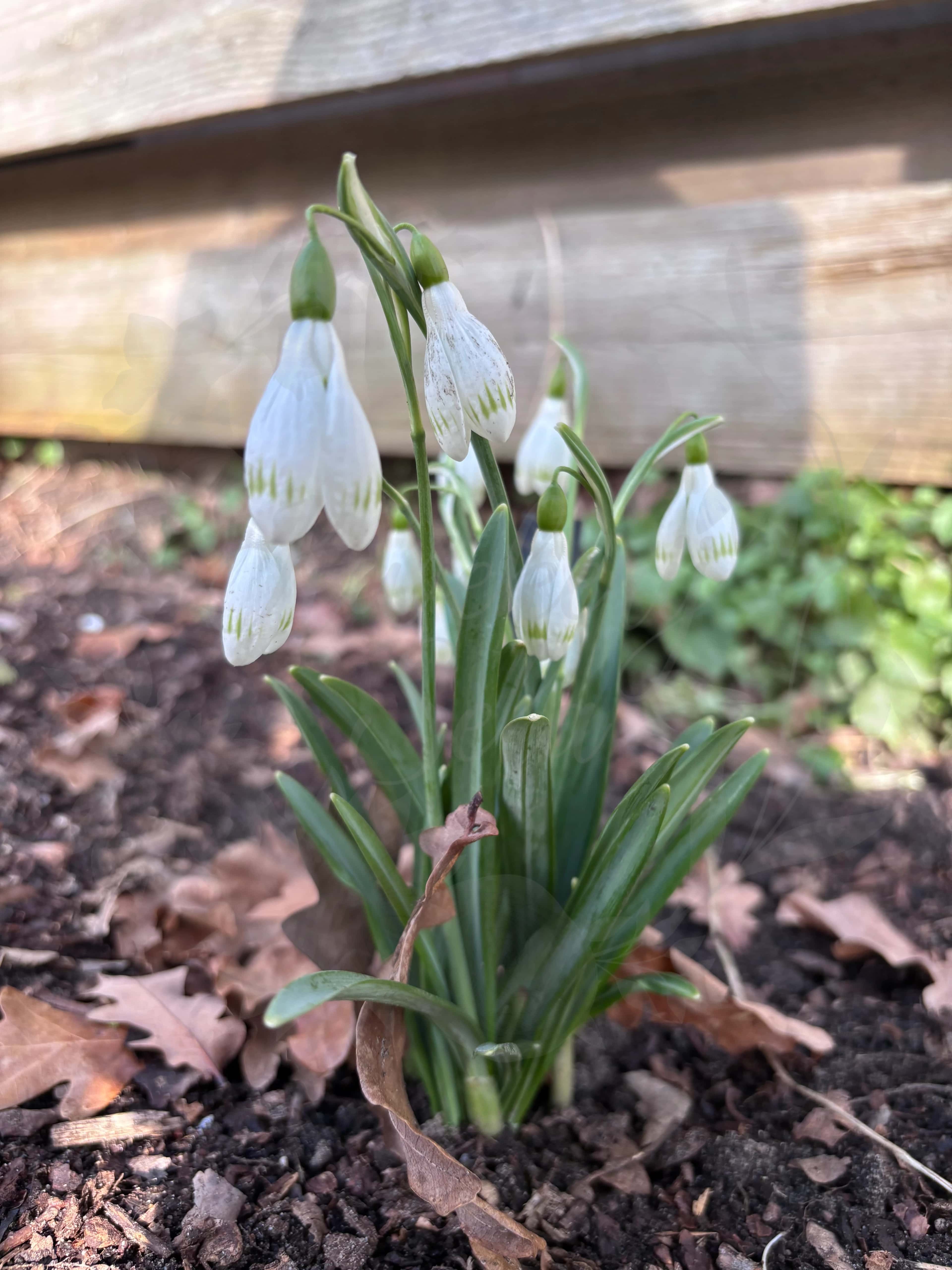 Galanthus "Sprite" 1