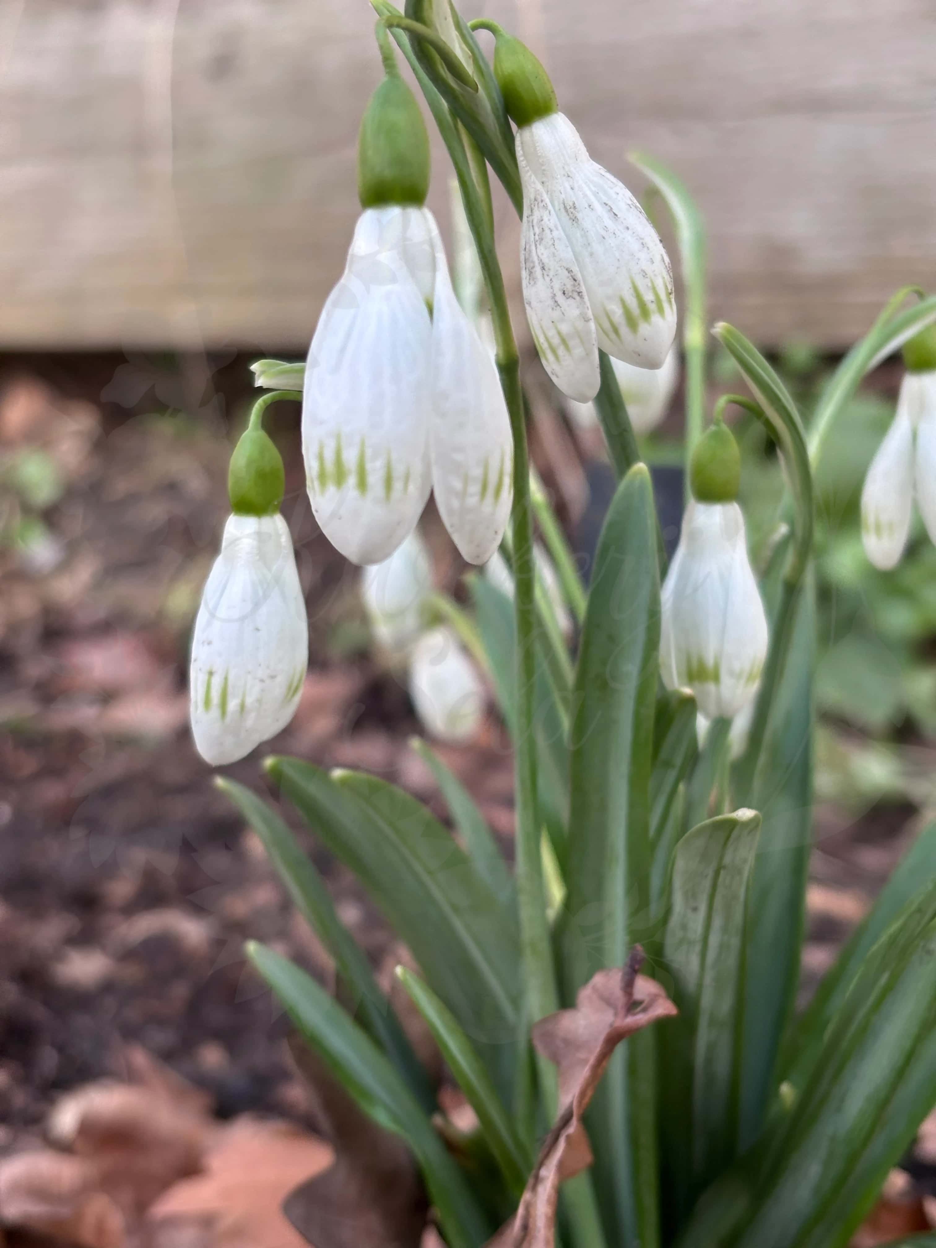 Galanthus "Sprite" 2