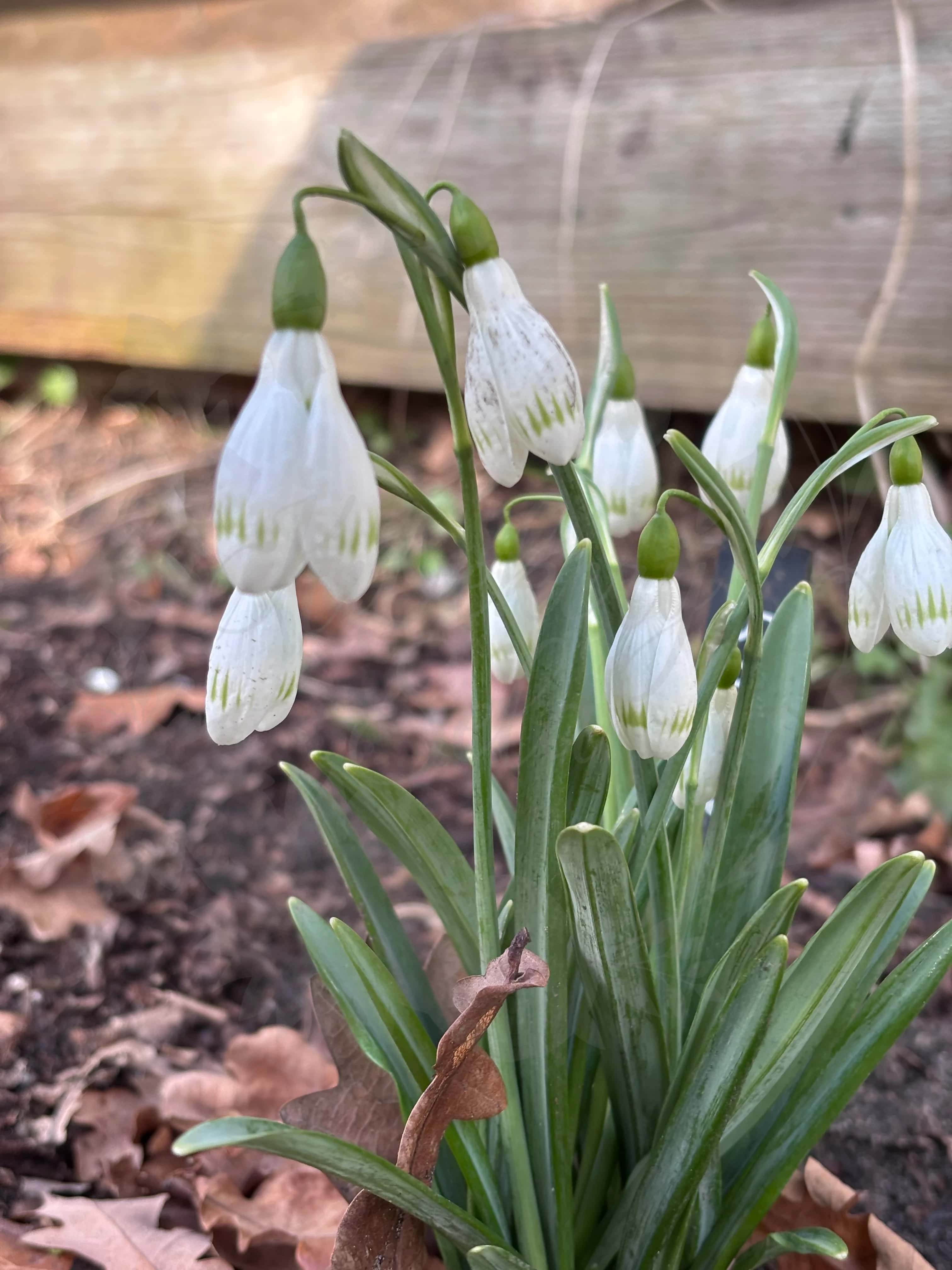Galanthus "Sprite" 3