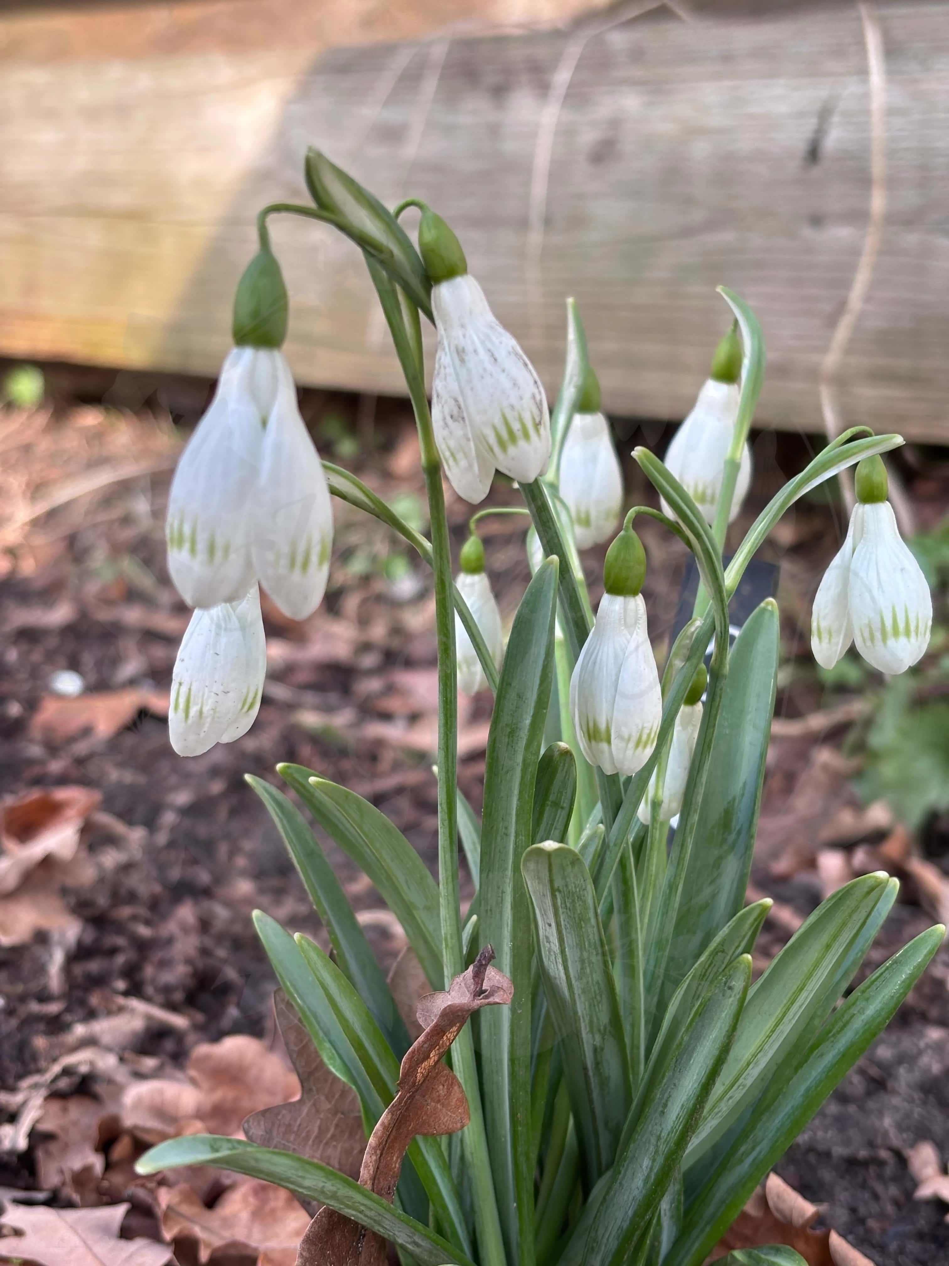 Galanthus "Sprite" 4