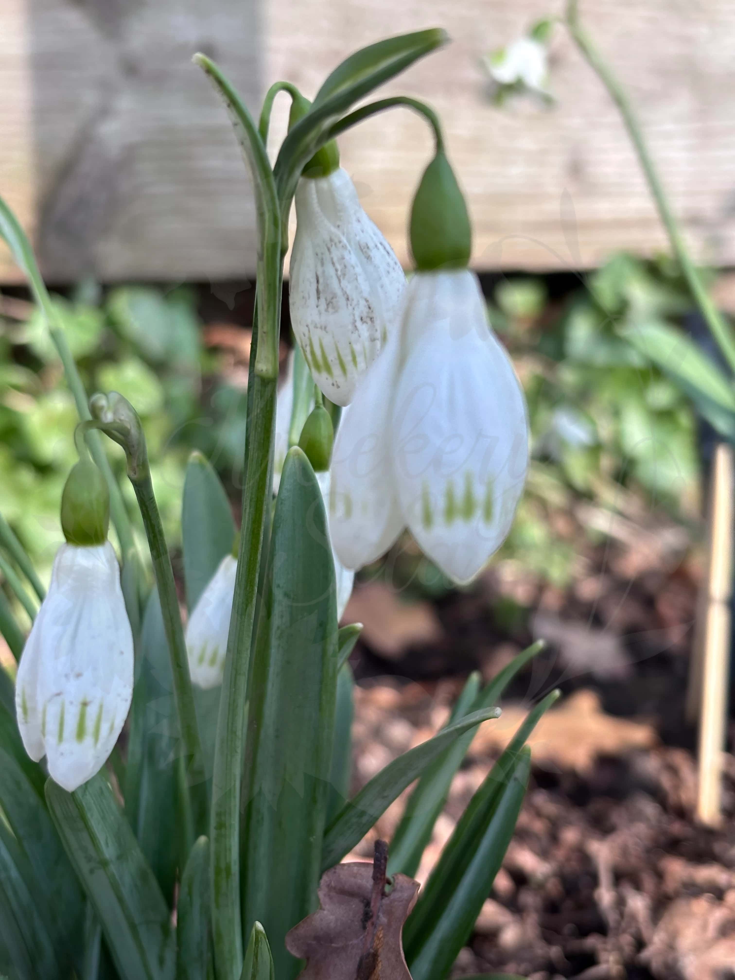 Galanthus "Sprite" 5
