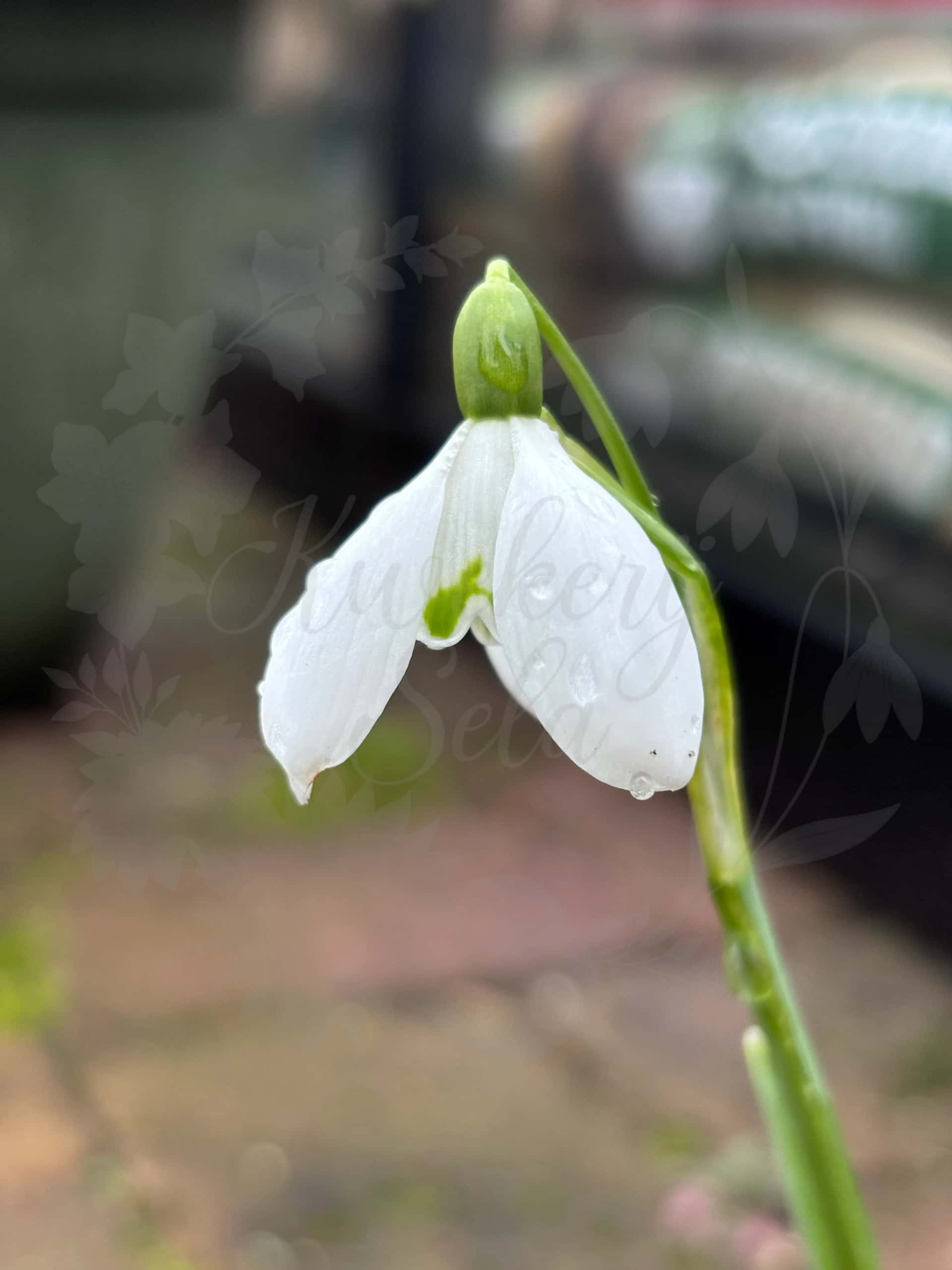Galanthus "S. Arnott" 1