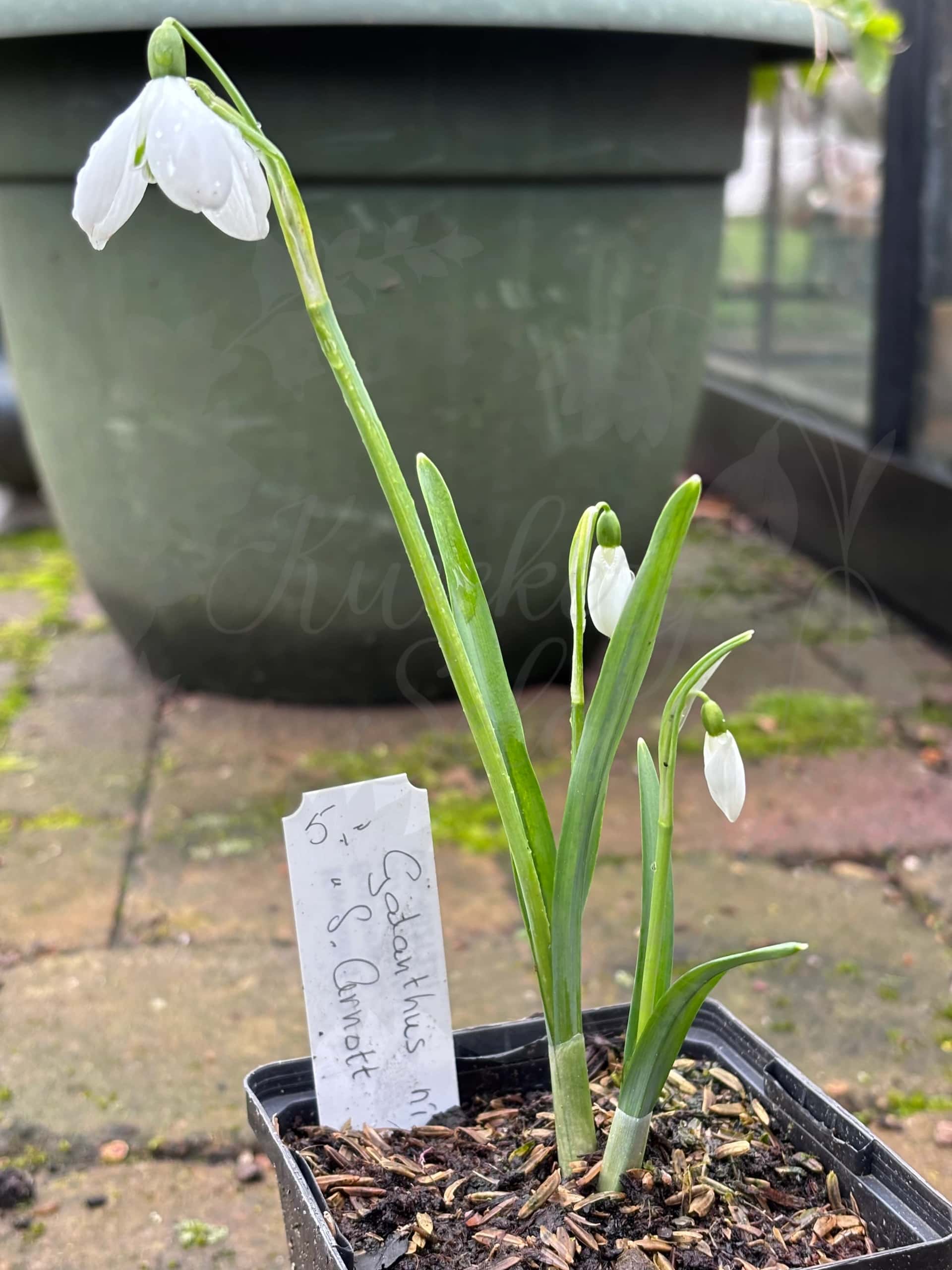 Galanthus "S. Arnott" 2