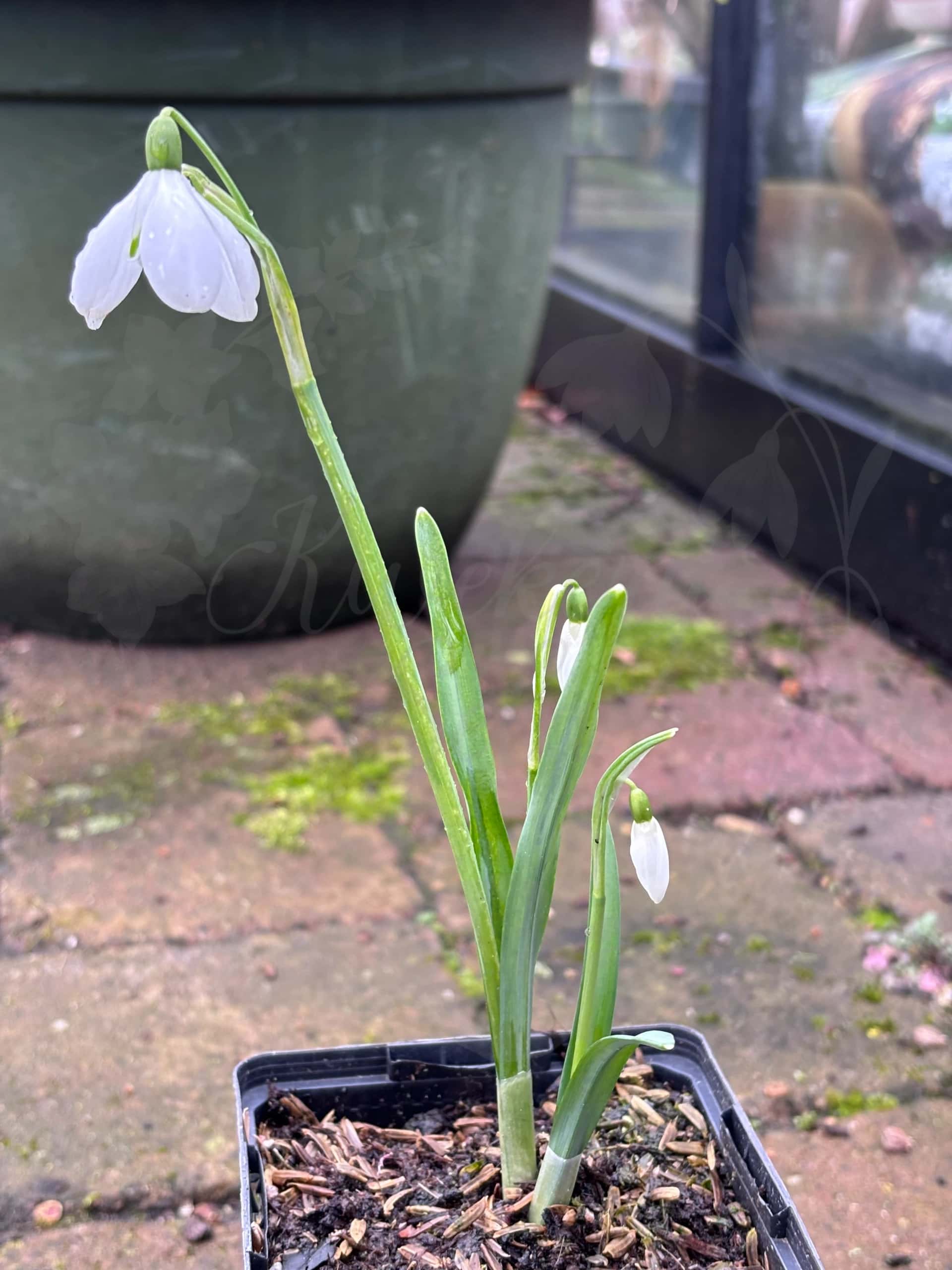 Galanthus "S. Arnott" 3