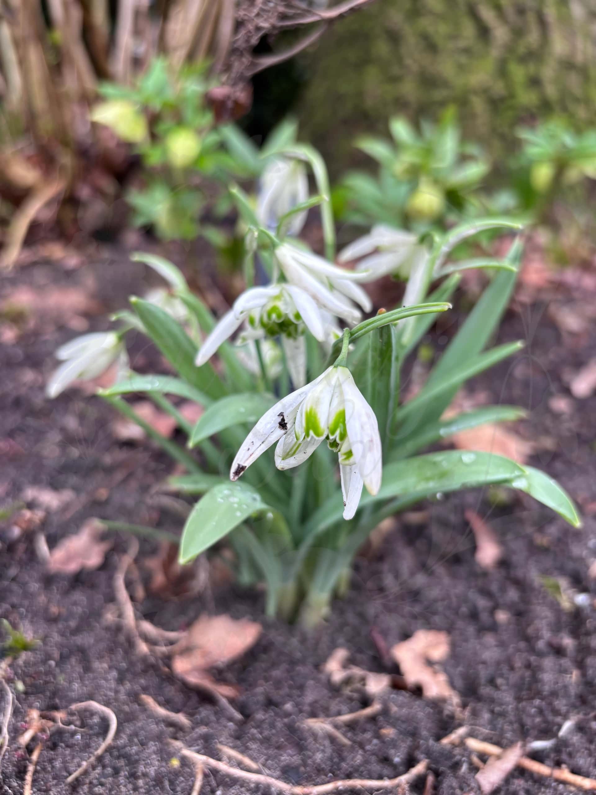 Galanthus "Starling" 1