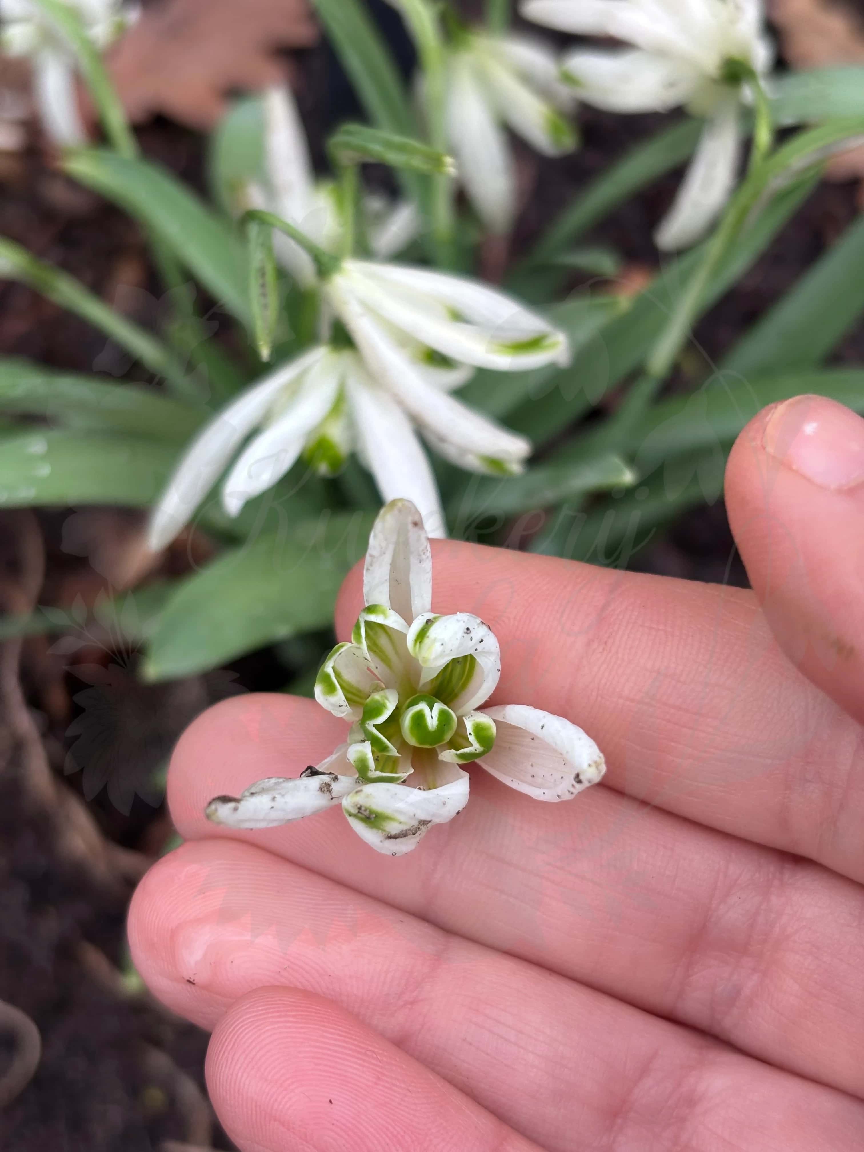 Galanthus "Starling" 2