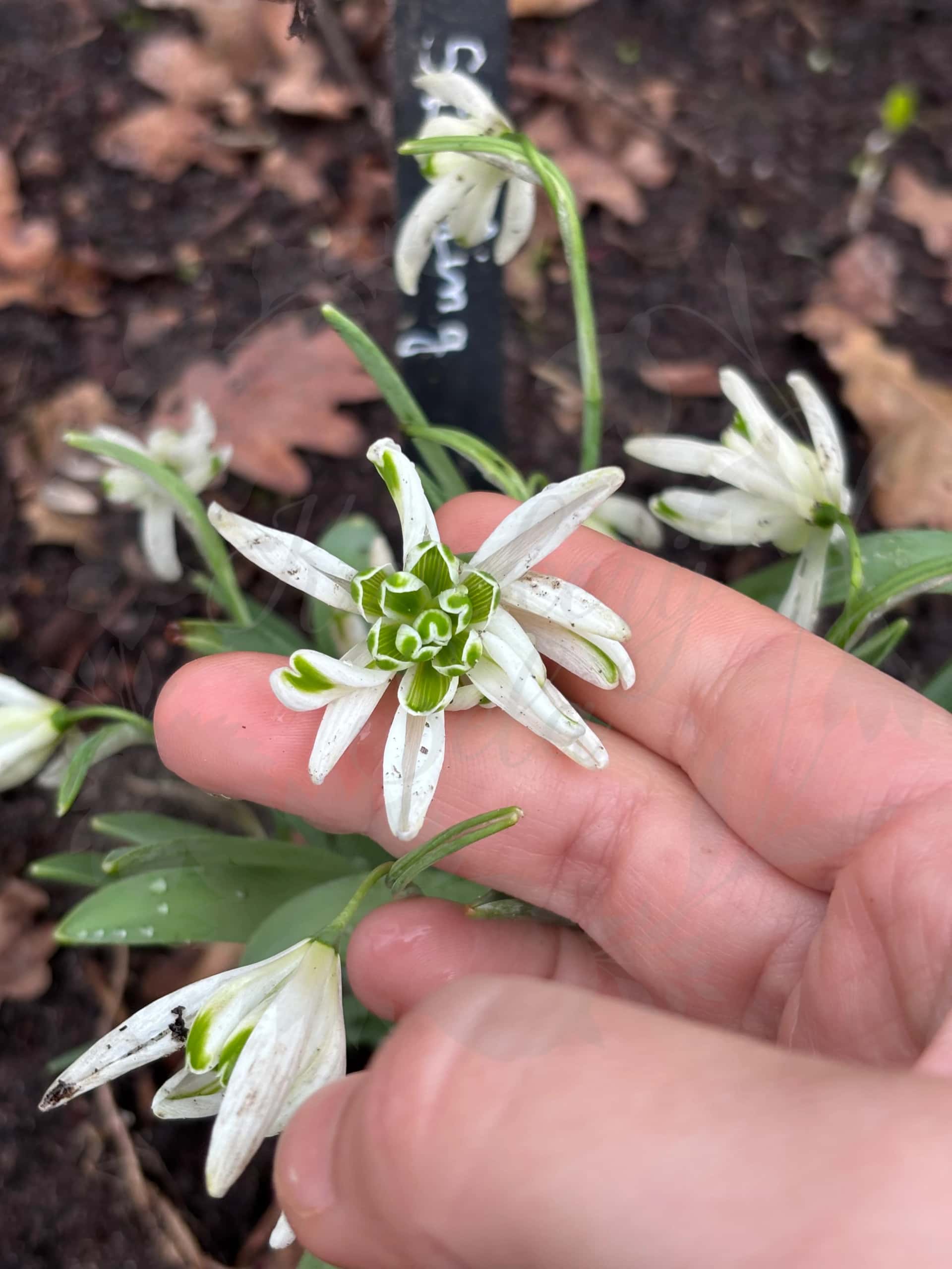 Galanthus "Starling" 3