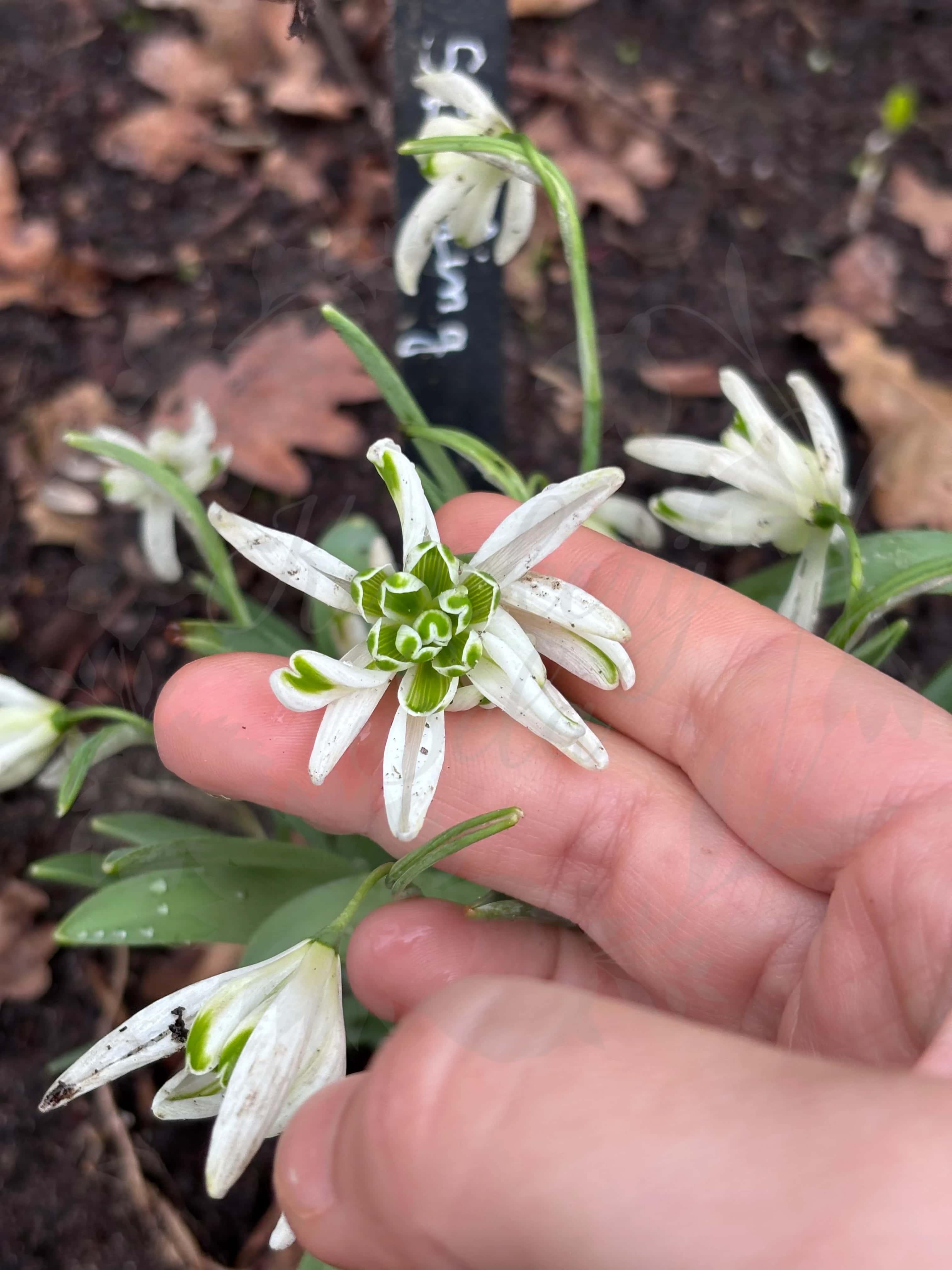 Galanthus "Starling" 3