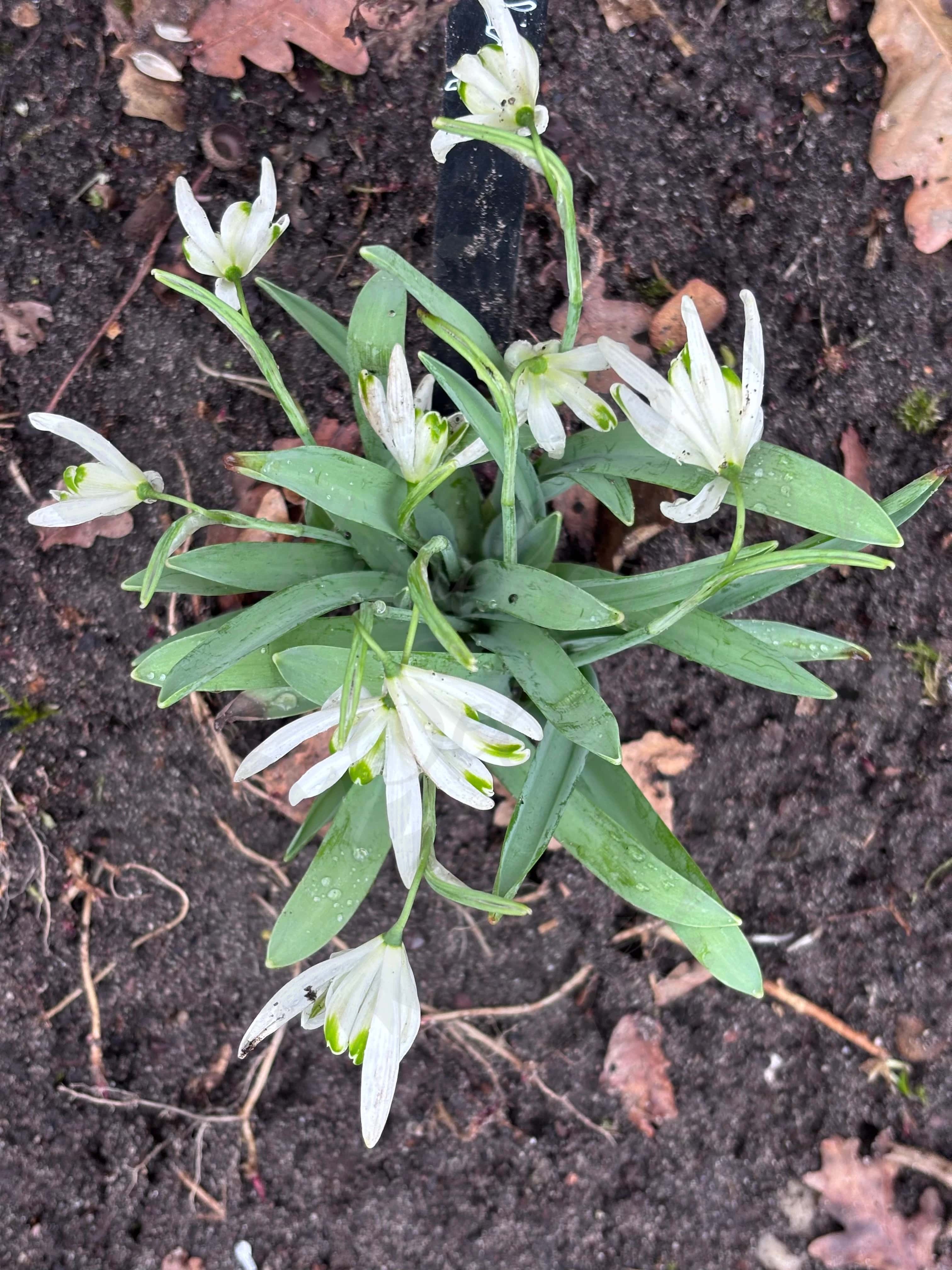Galanthus "Starling" 4