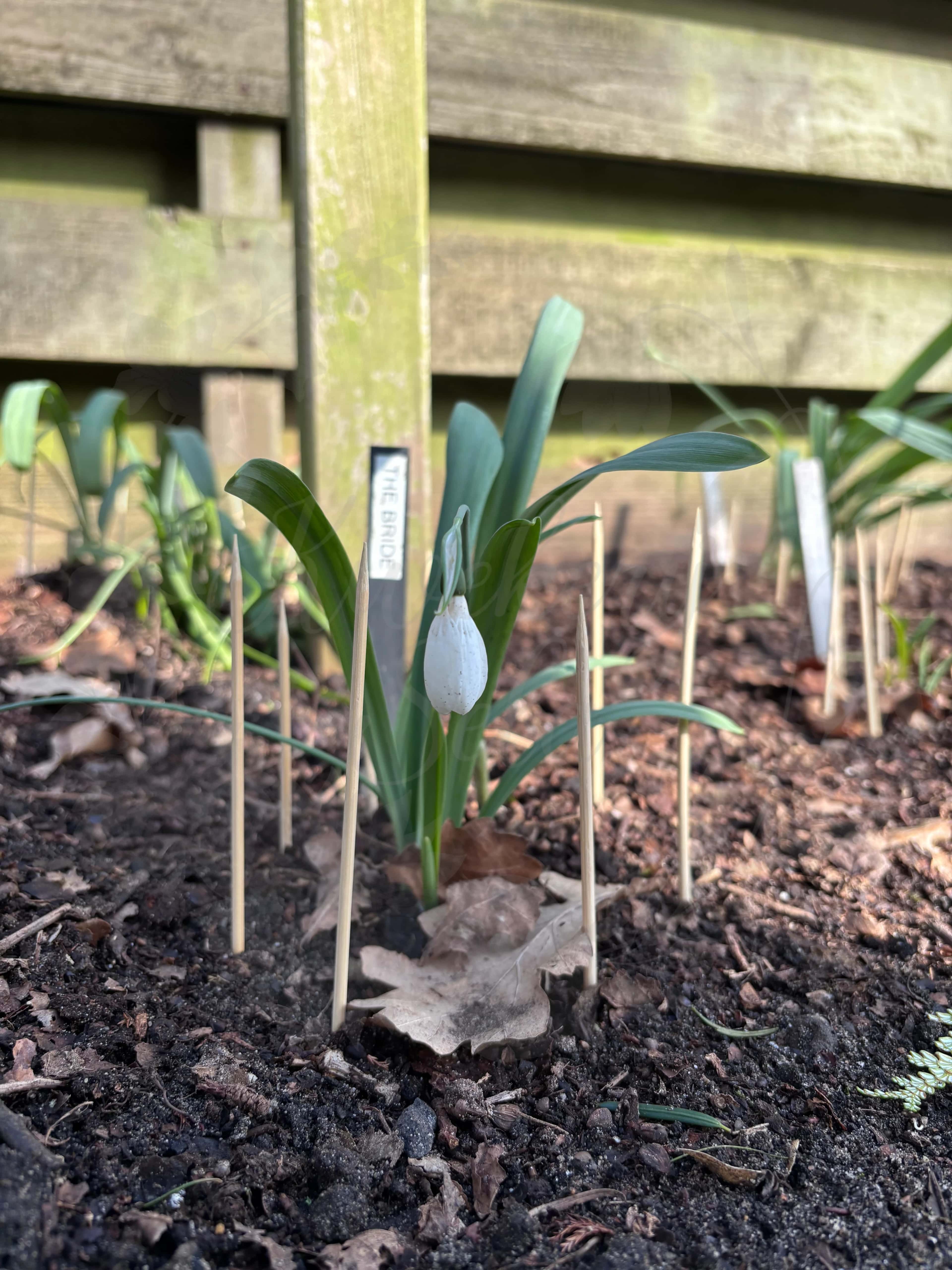 Galanthus "The Bride" 2