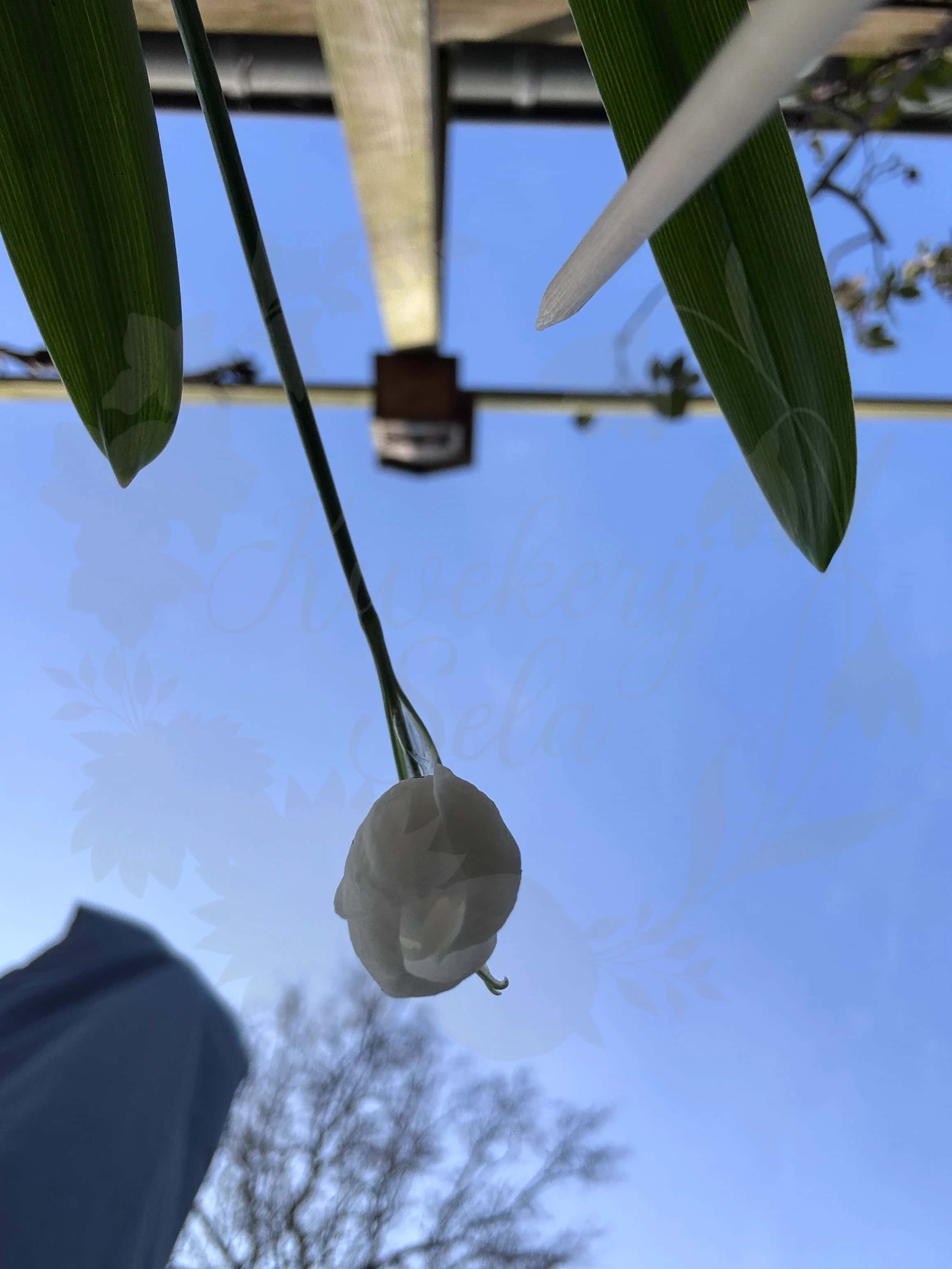 Galanthus "The Bride" 3