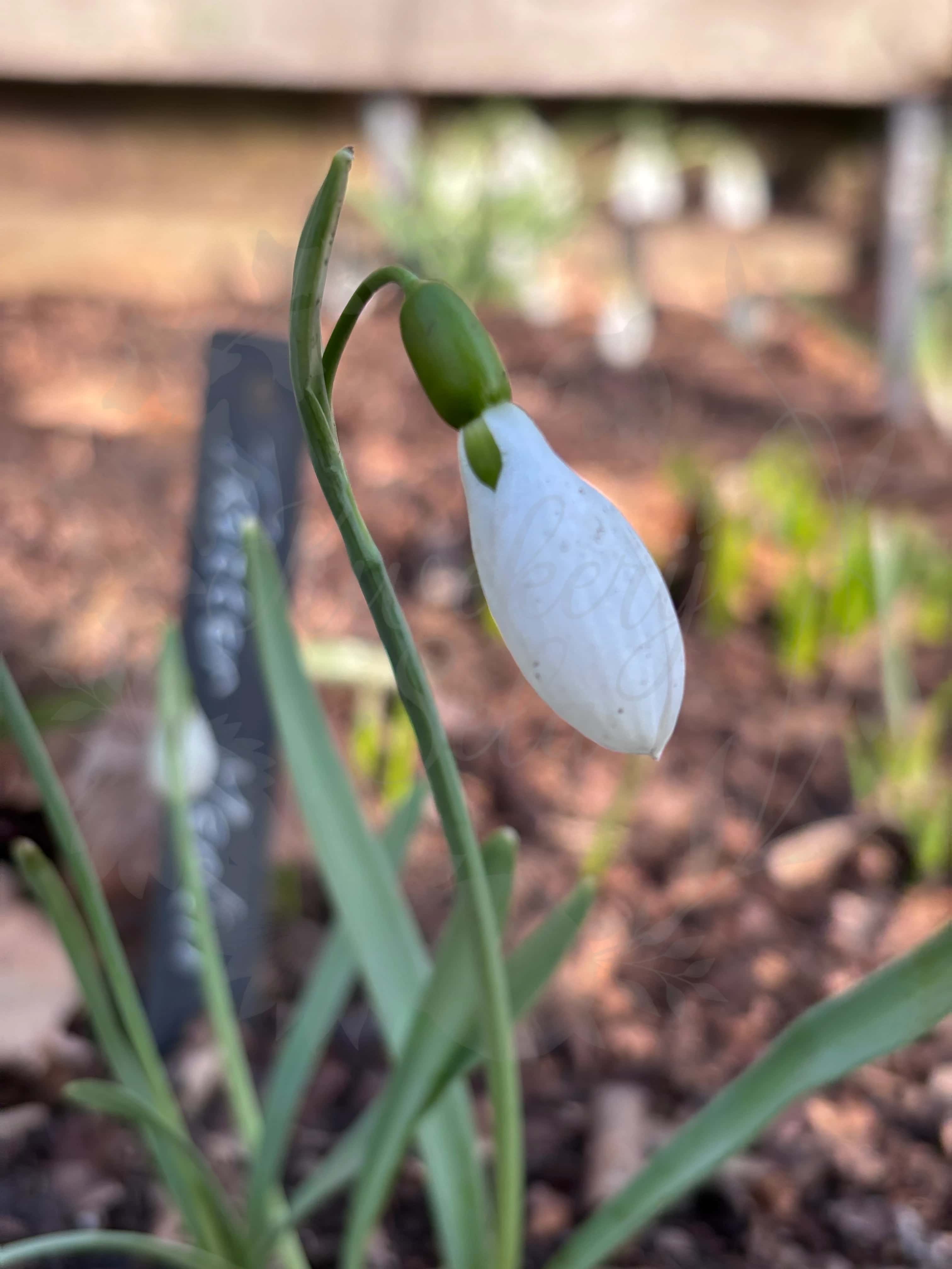 Galanthus "Trotter Merlin" 1