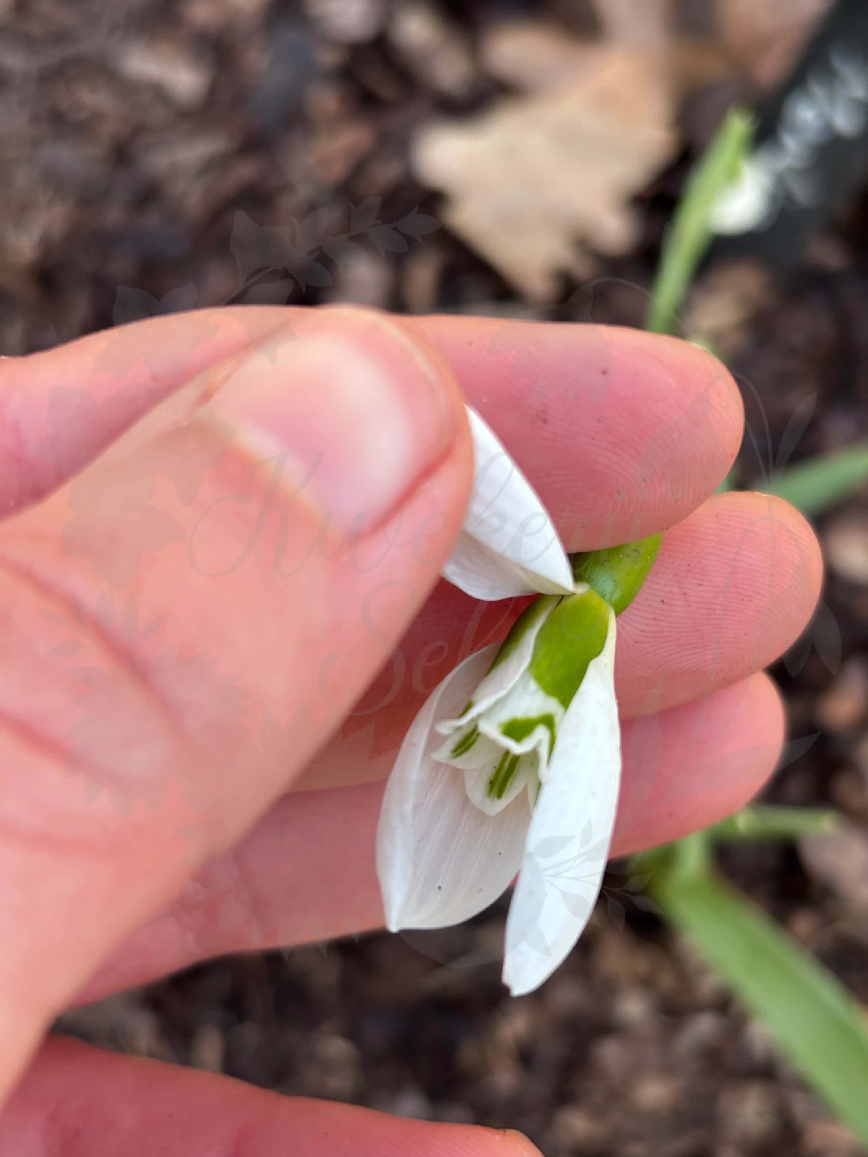 Galanthus "Trotter Merlin" 2