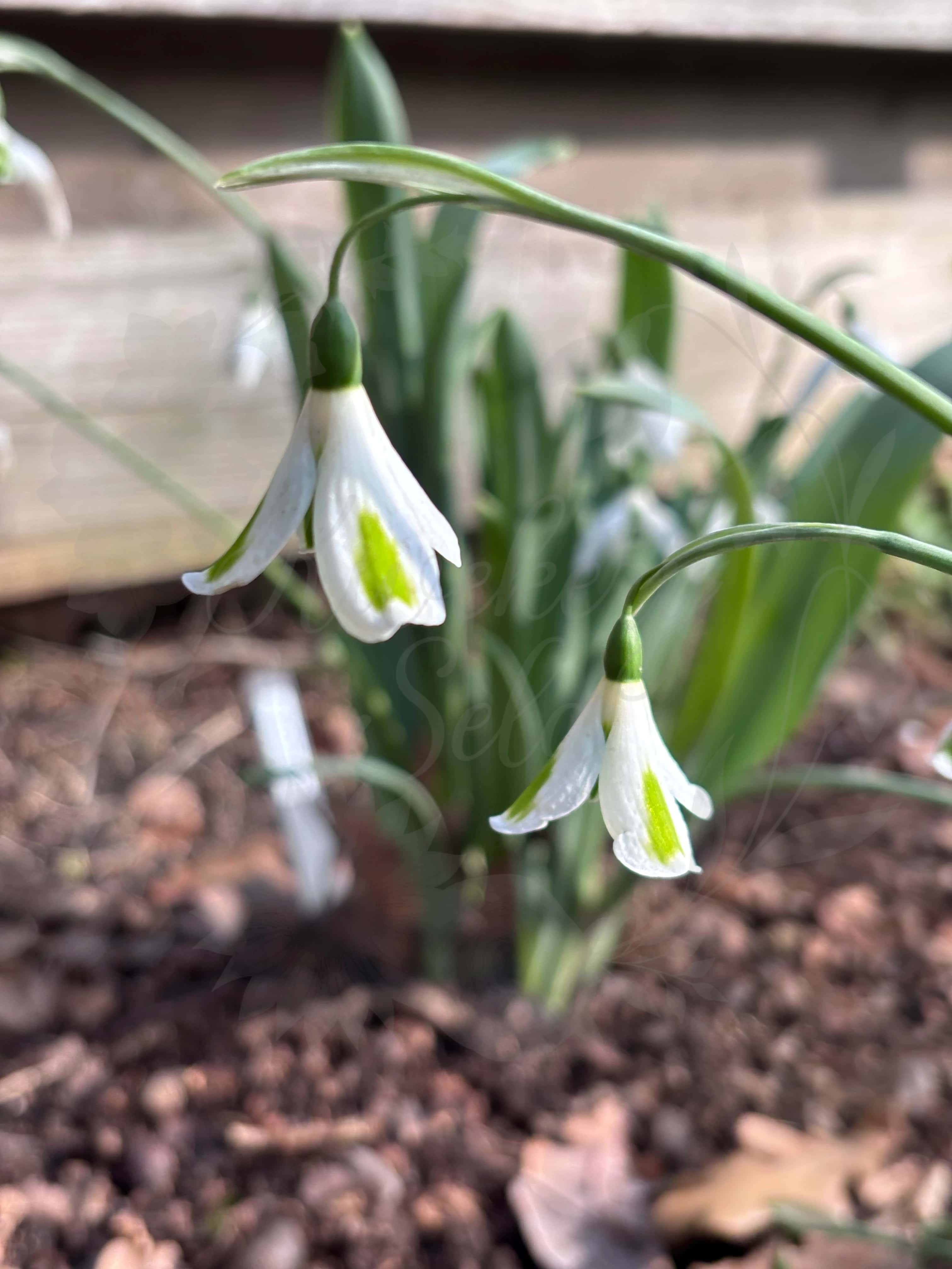 Galanthus "Trumpolute" 2