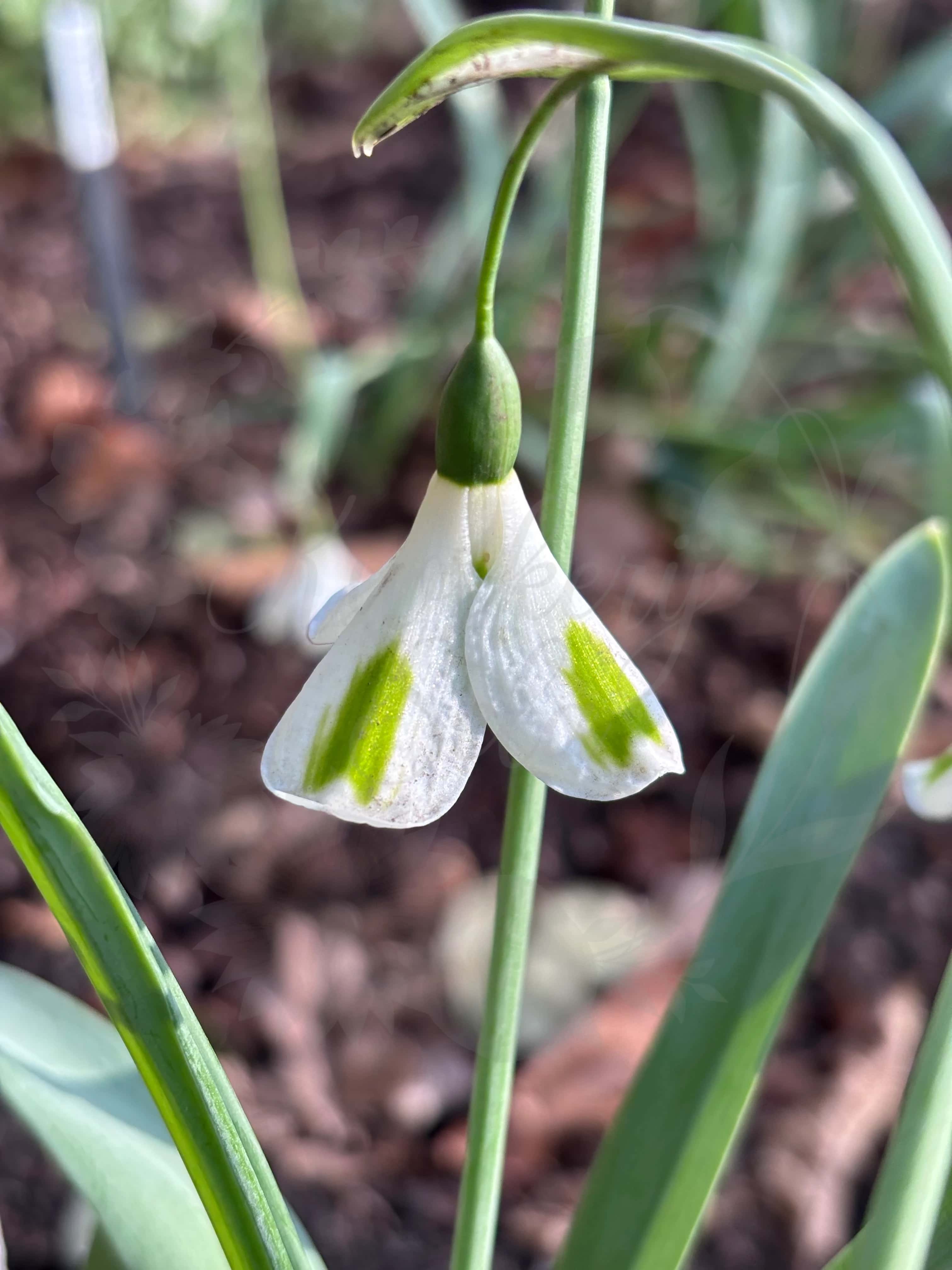 Galanthus "Trumpolute" 3