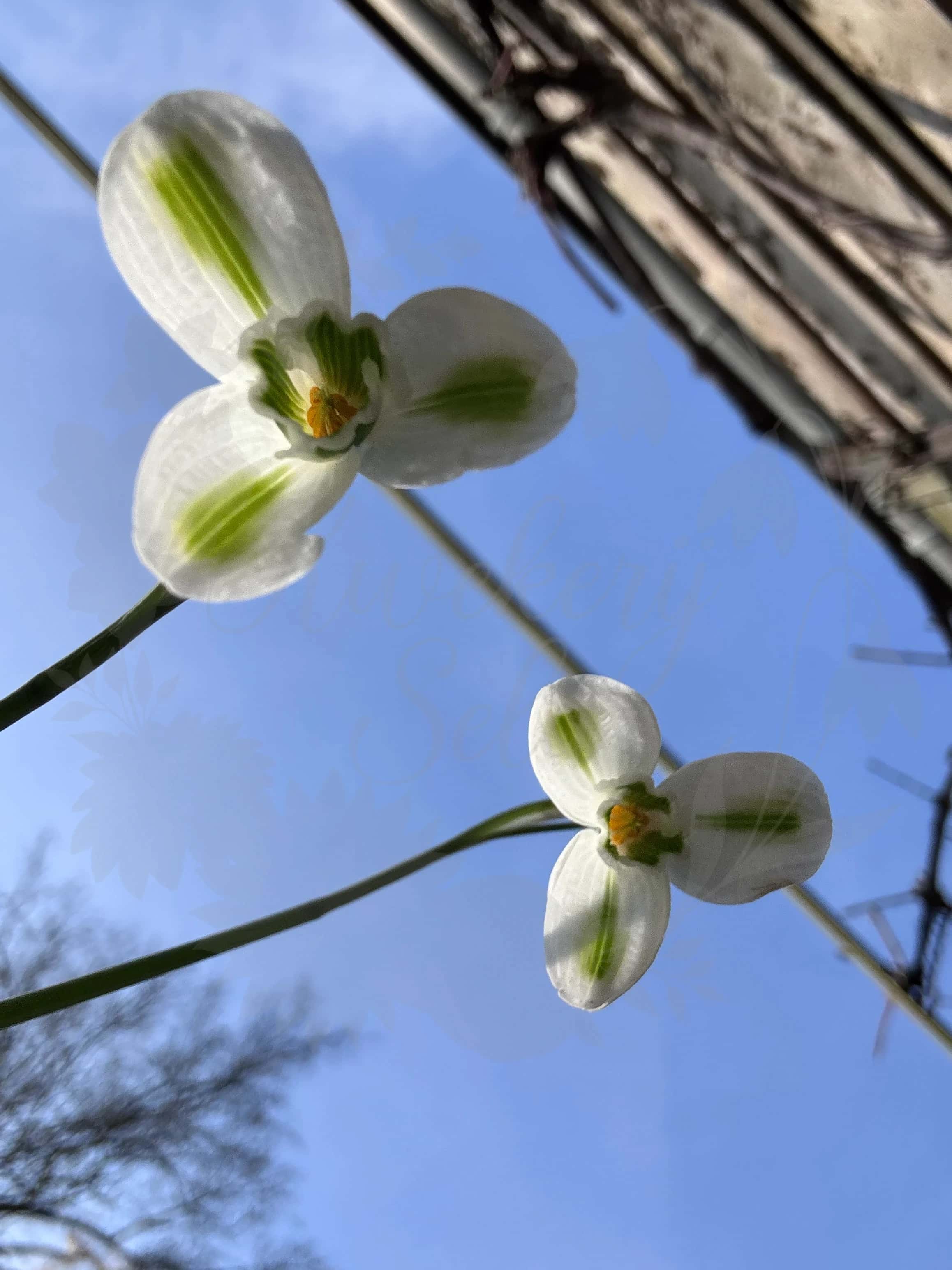 Galanthus "Trumpolute" 4