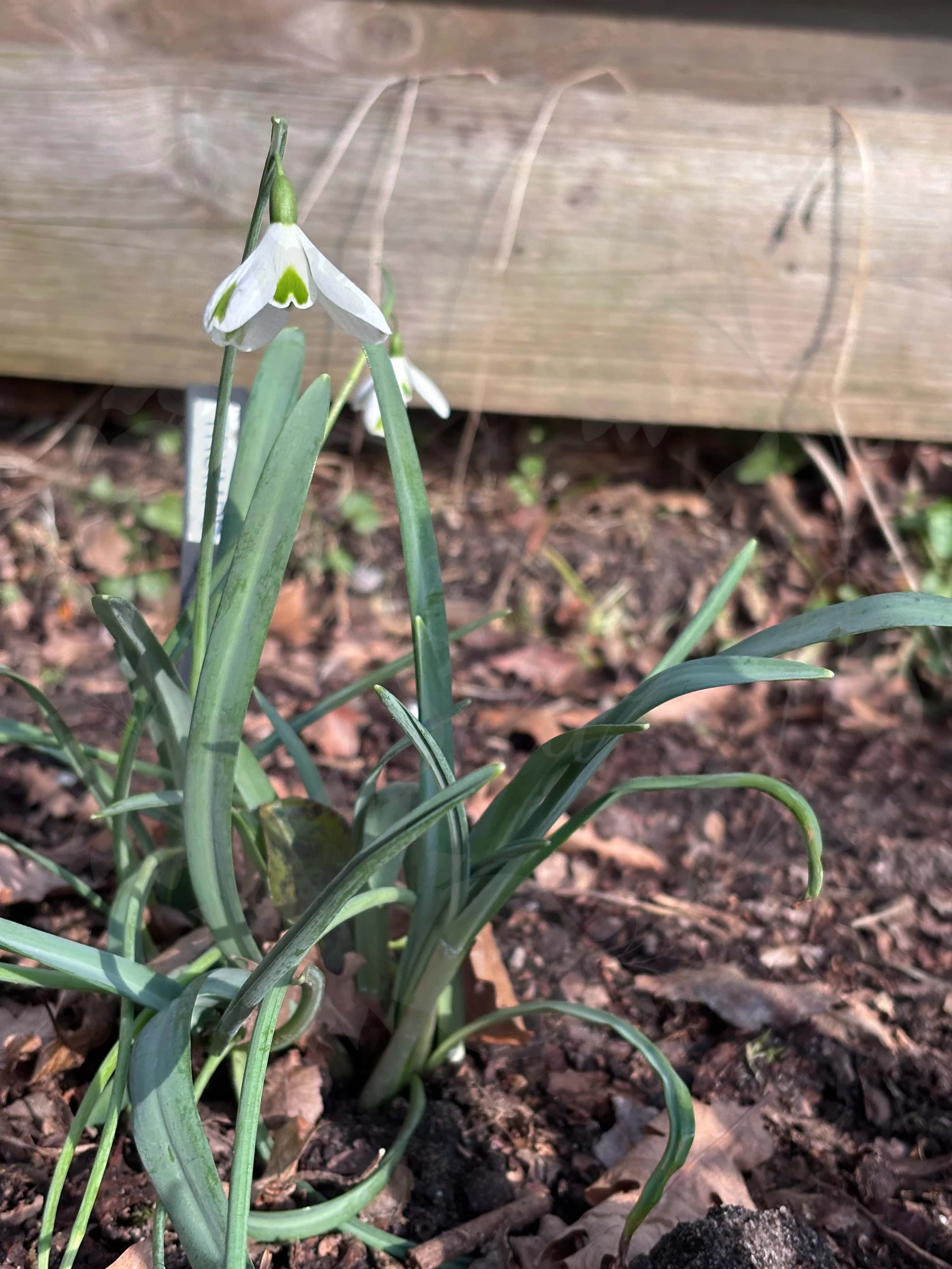 Galanthus "Trumps" 4
