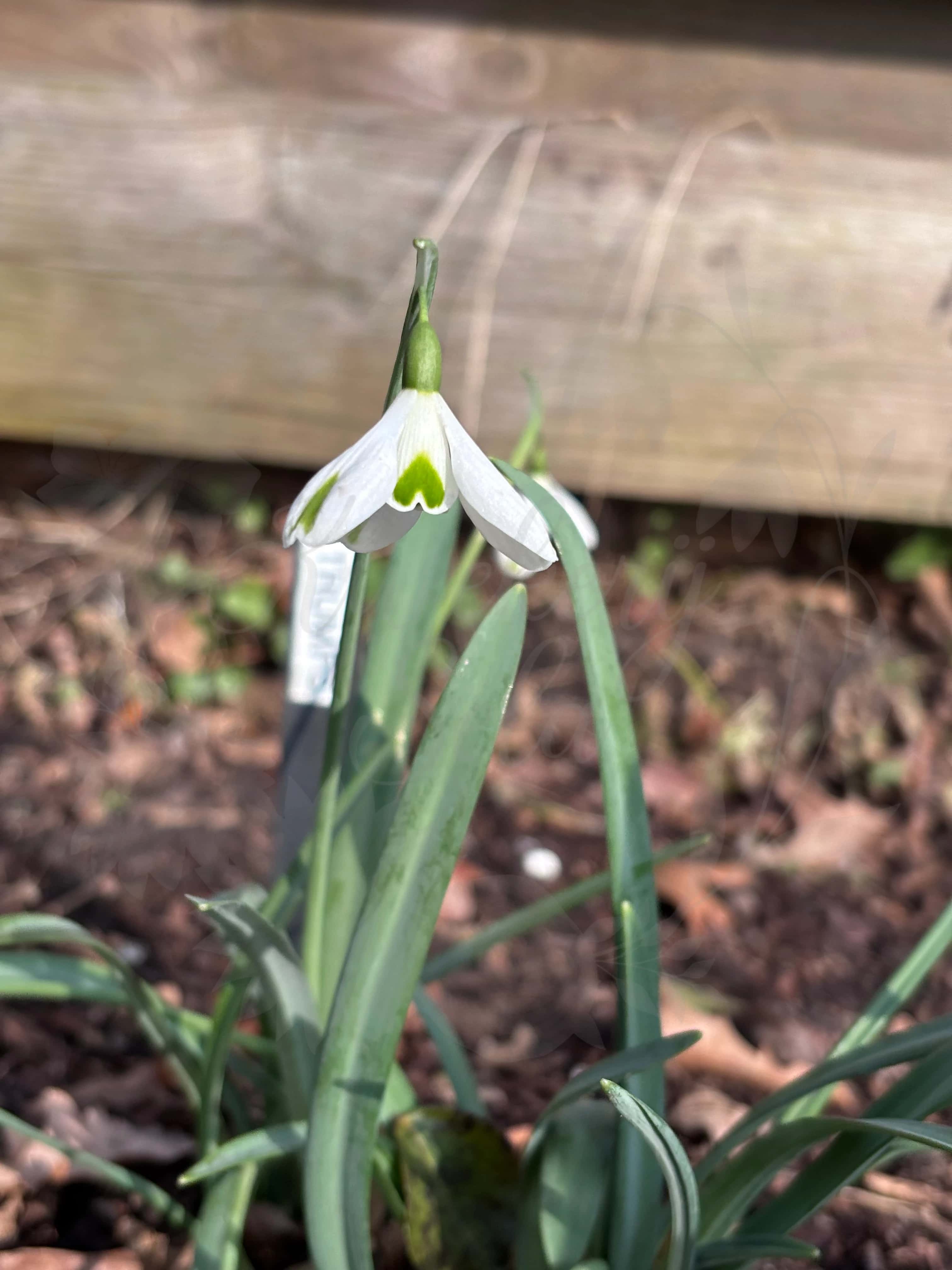 Galanthus "Trumps" 2