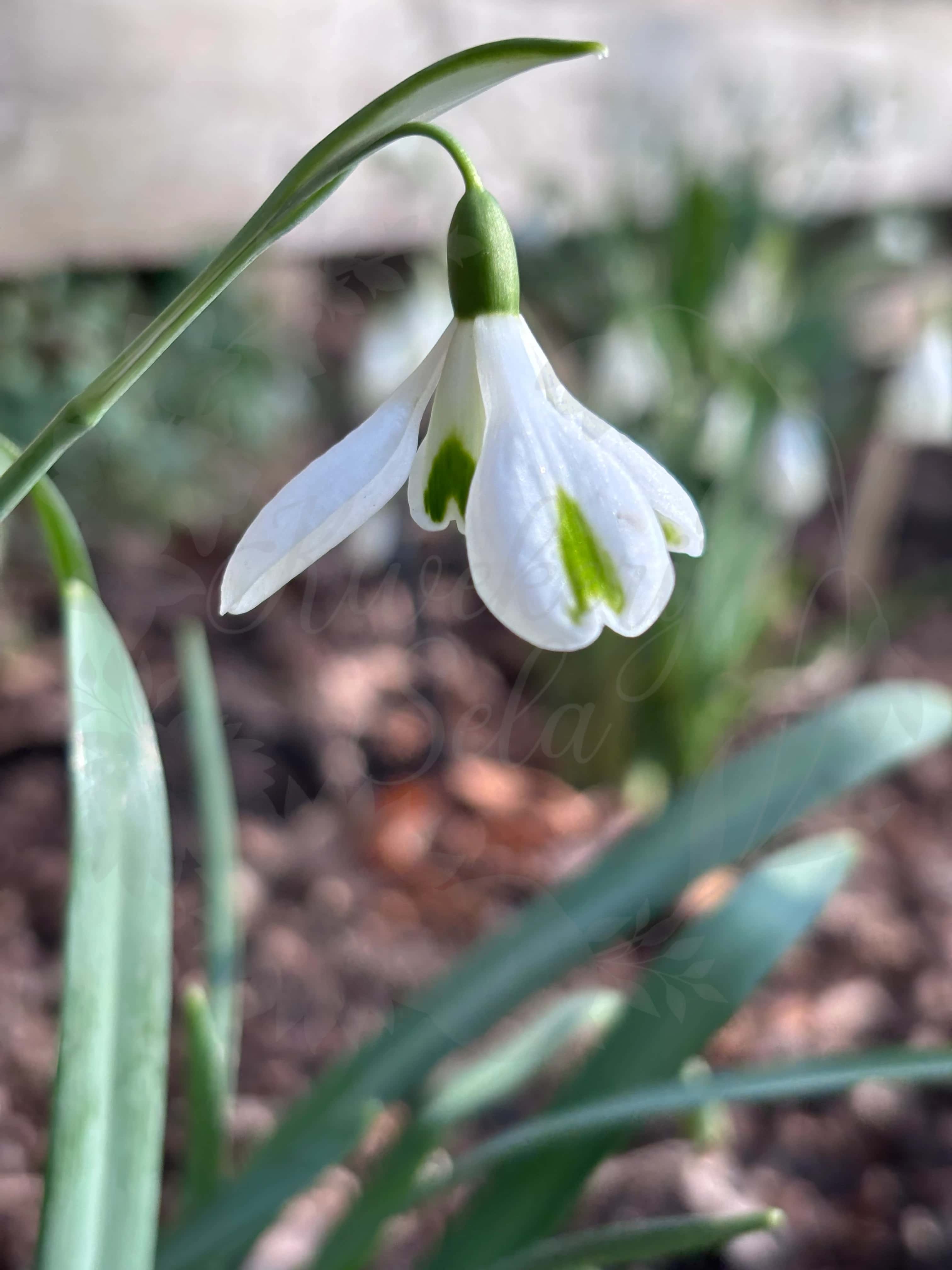 Galanthus "Trumps" 3