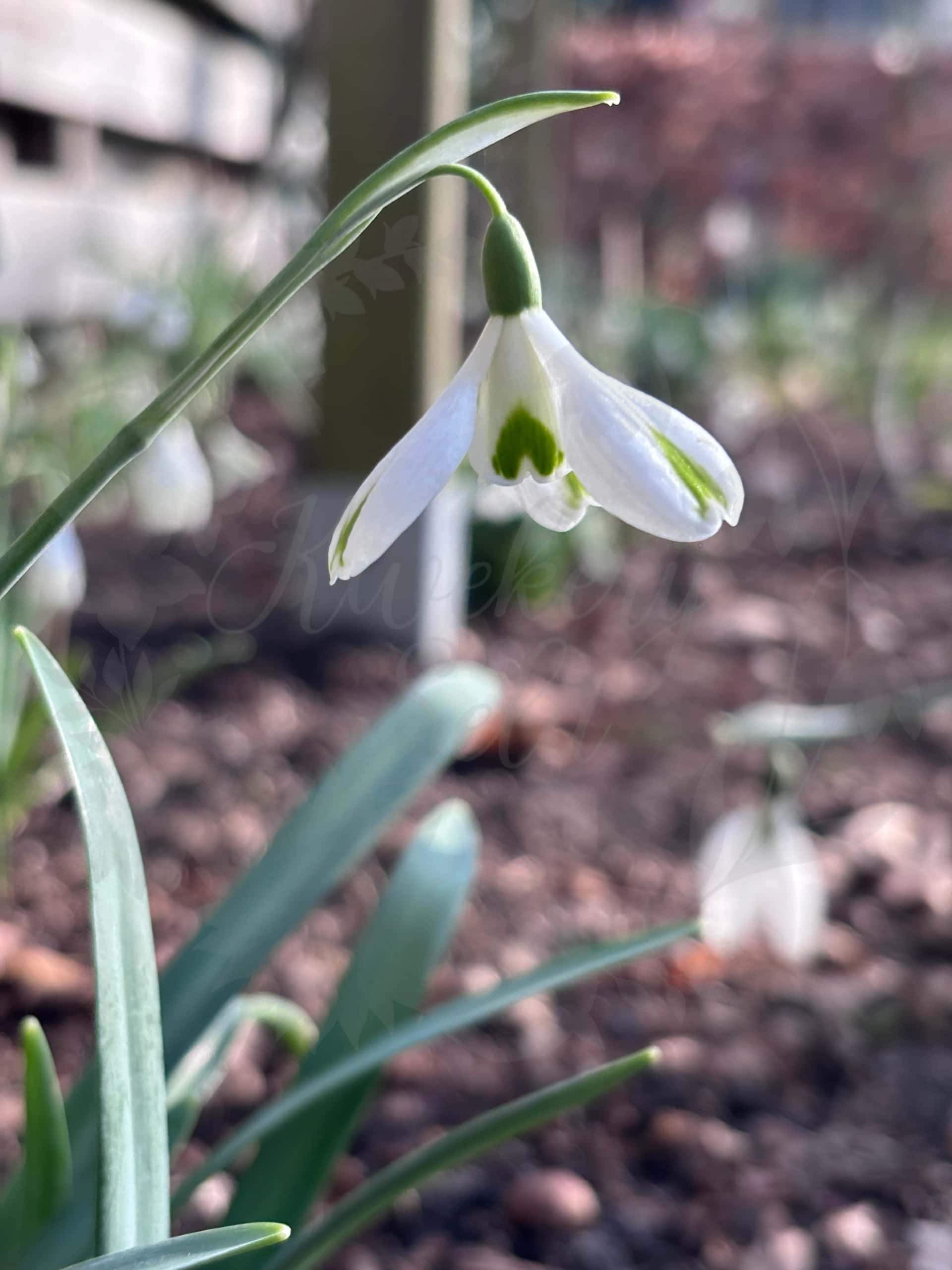 Galanthus "Trumps" 1