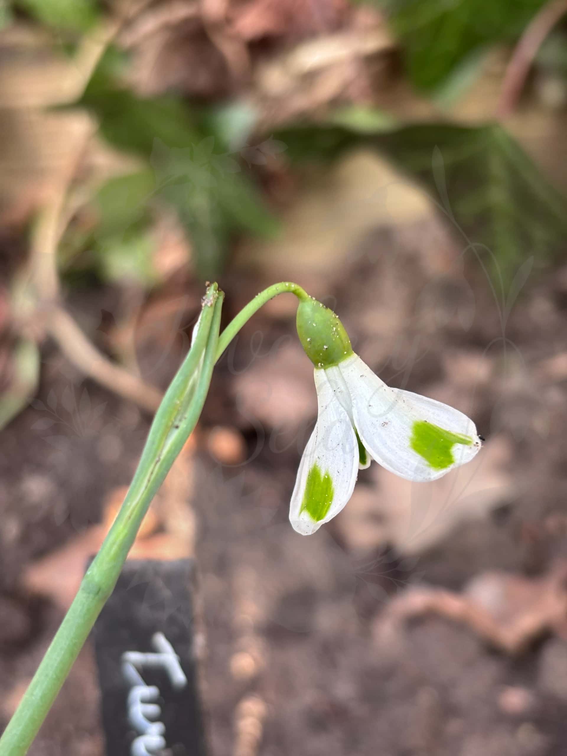 Galanthus "Turncoat" 1