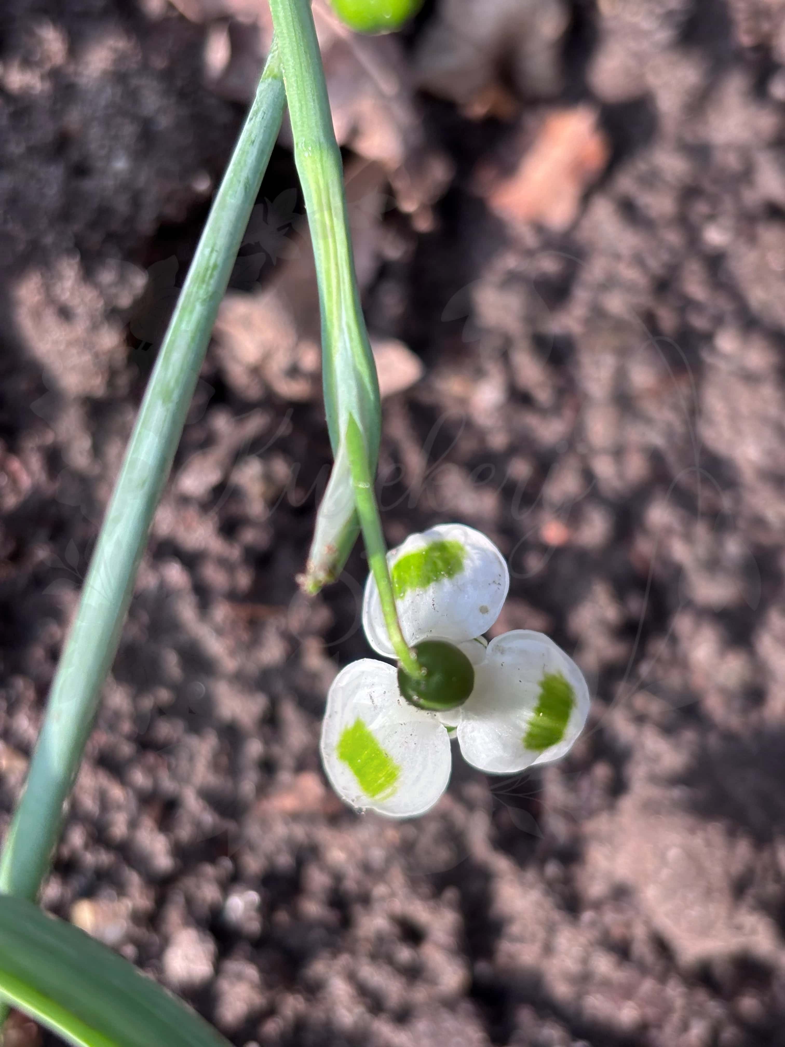 Galanthus "Turncoat" 2
