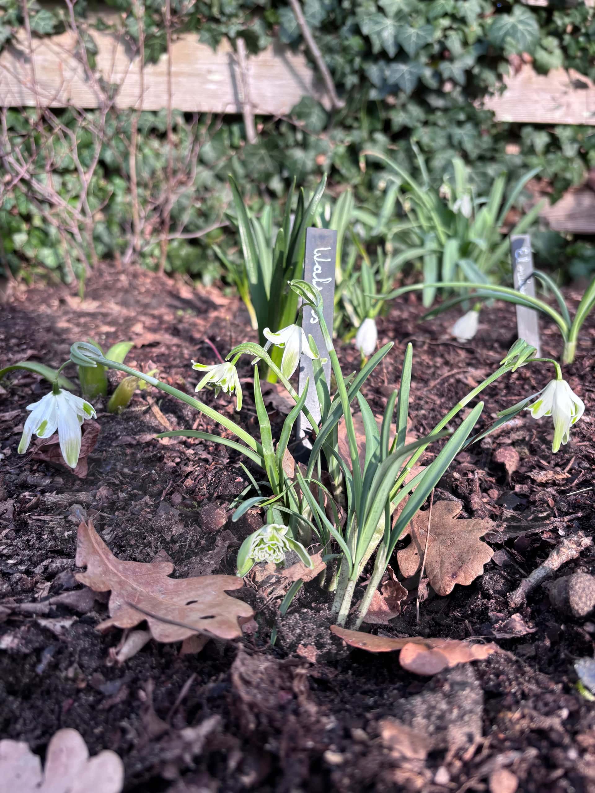 Galanthus "Walrus" 1