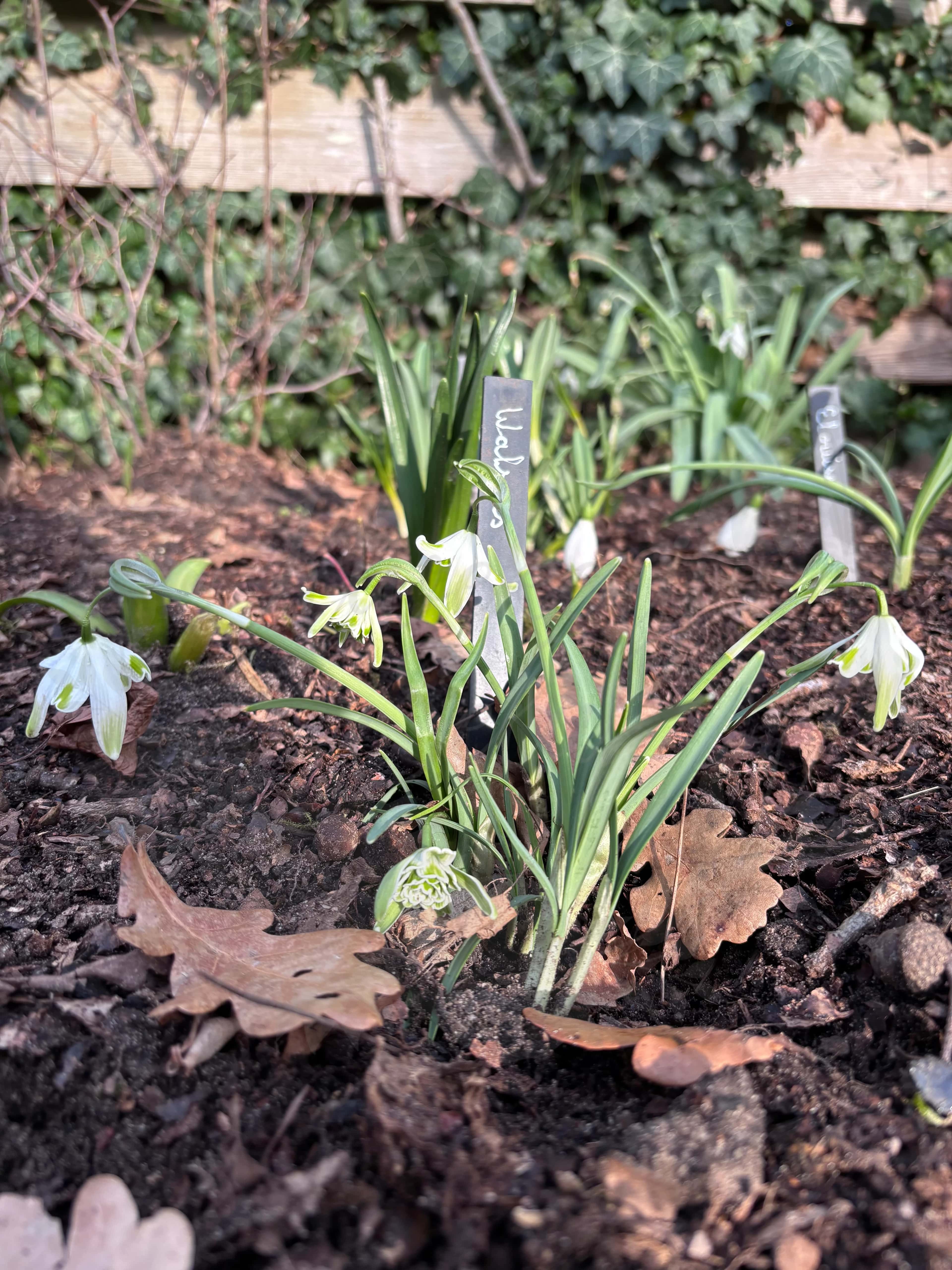 Galanthus "Walrus" 2