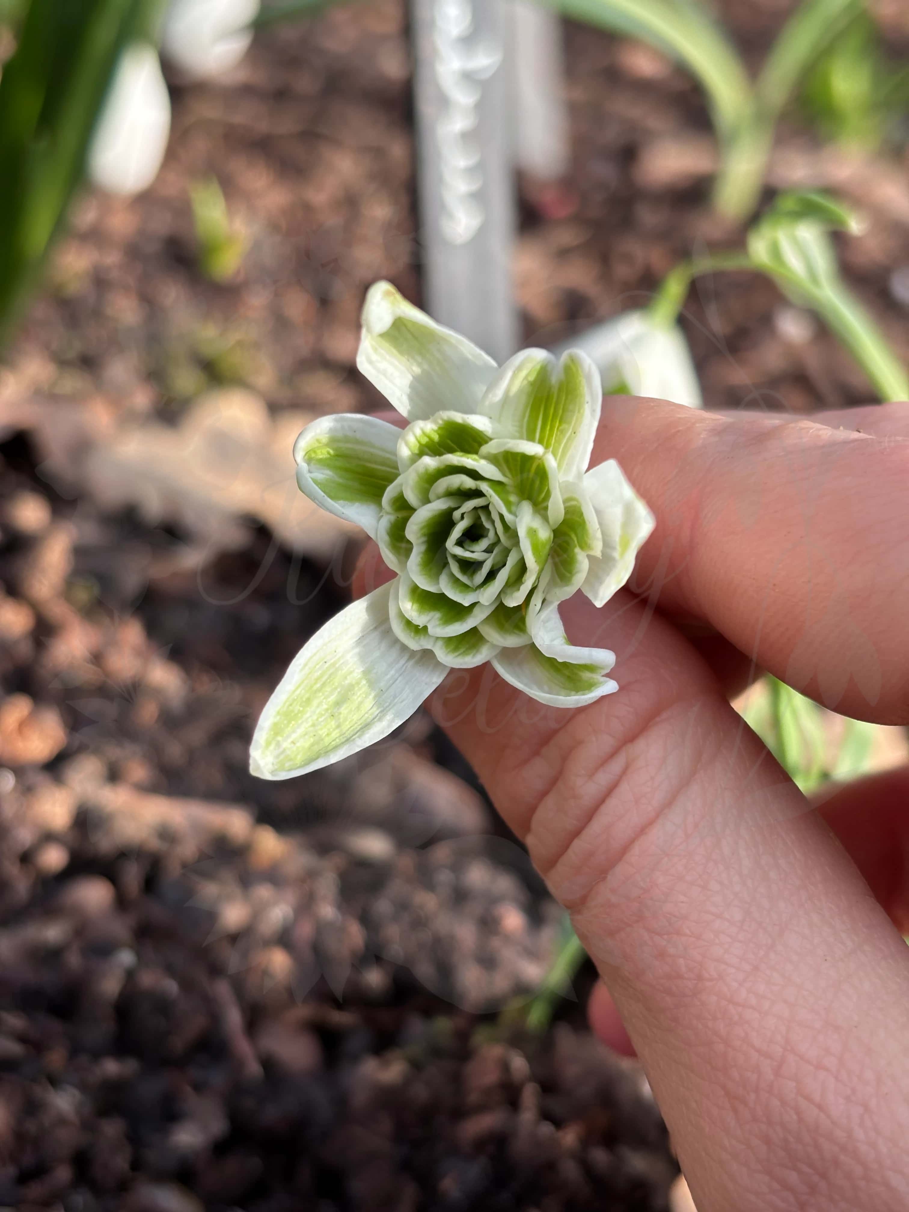 Galanthus "Walrus" 3