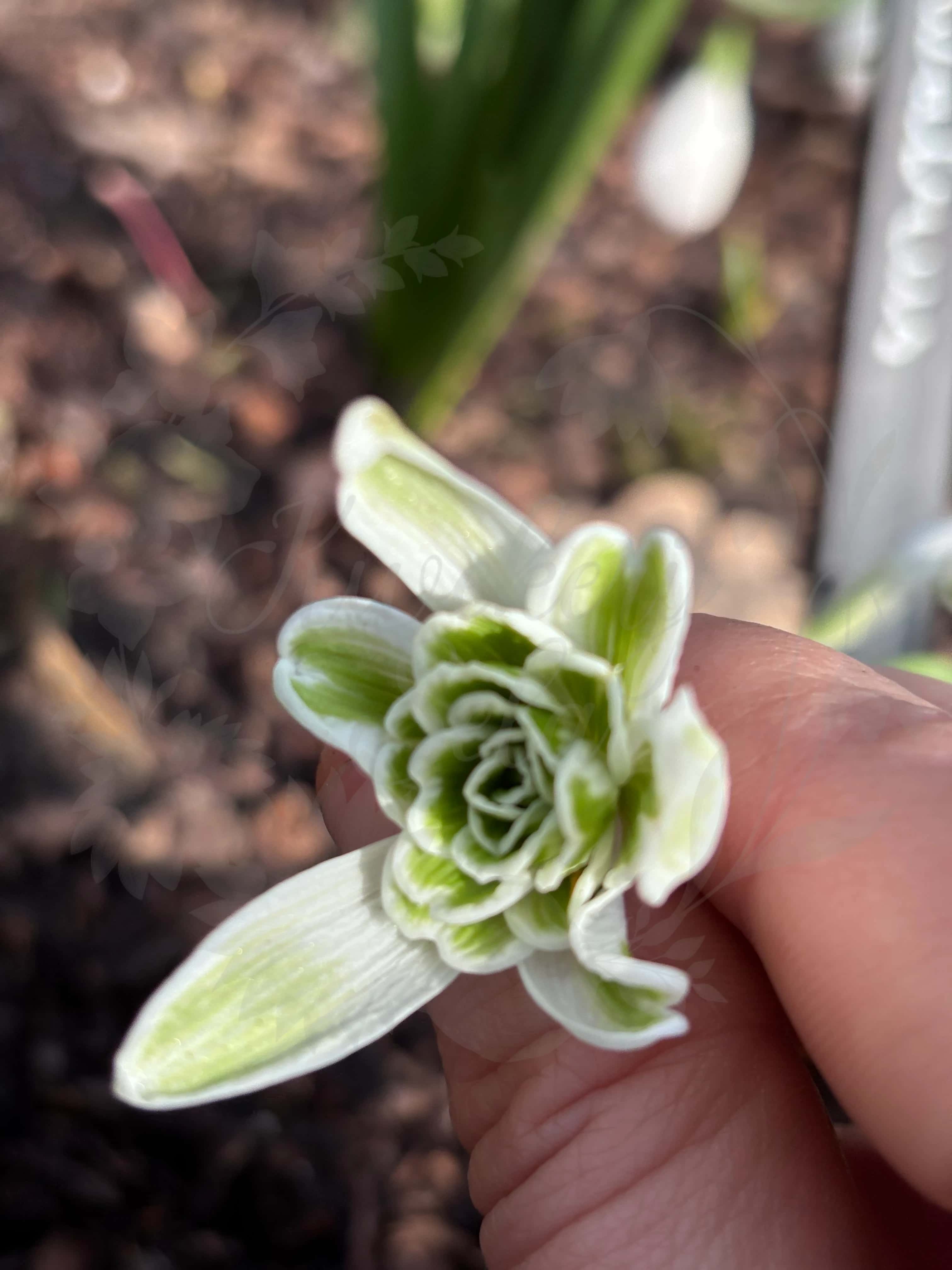 Galanthus "Walrus" 4