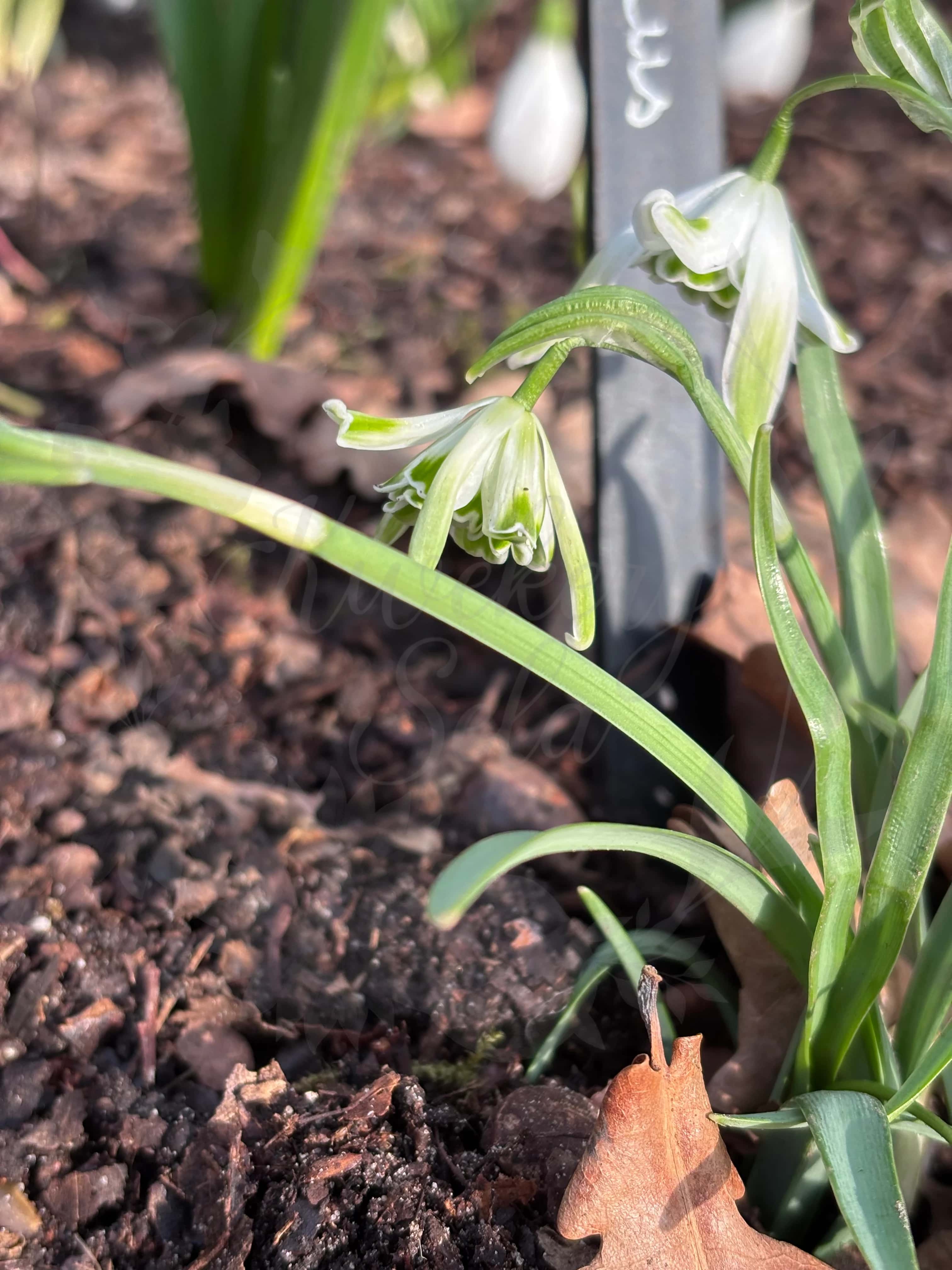 Galanthus "Walrus" 5