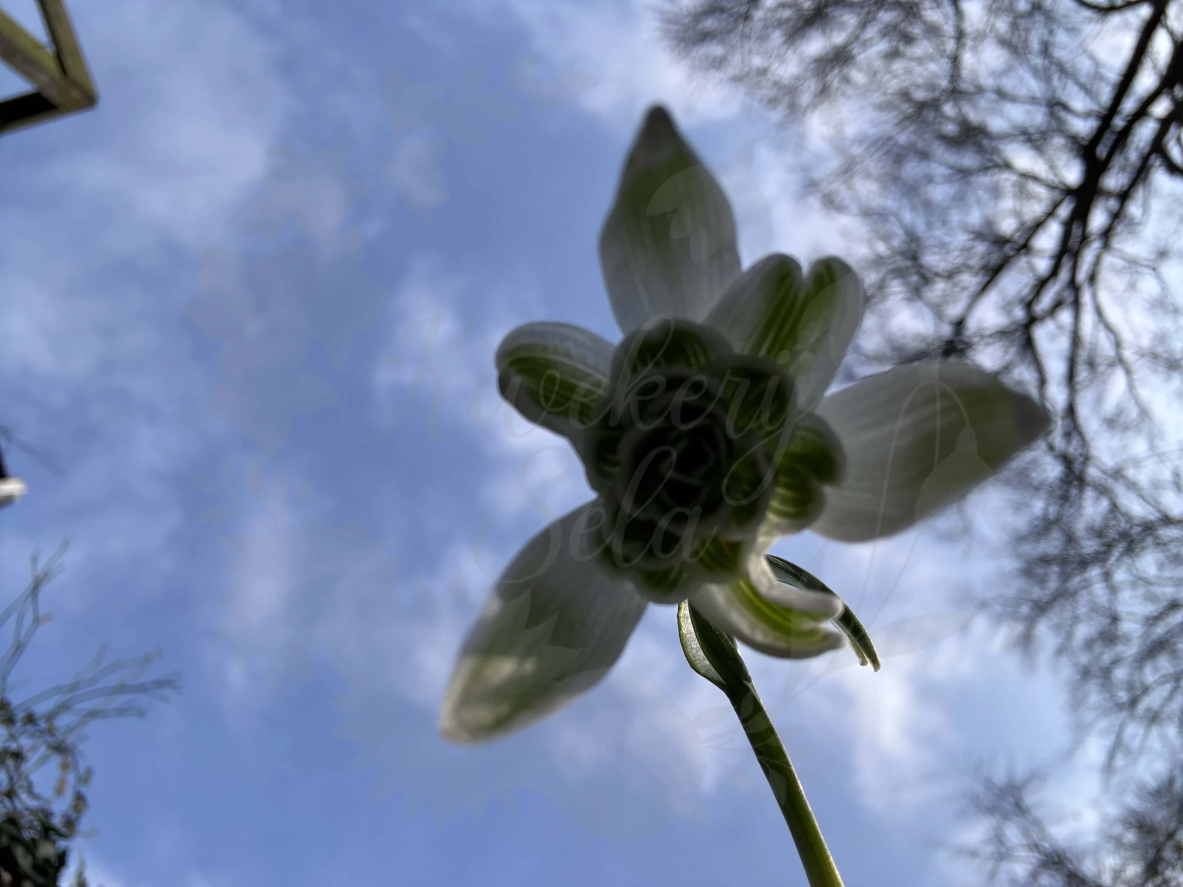 Galanthus "Walrus" 6