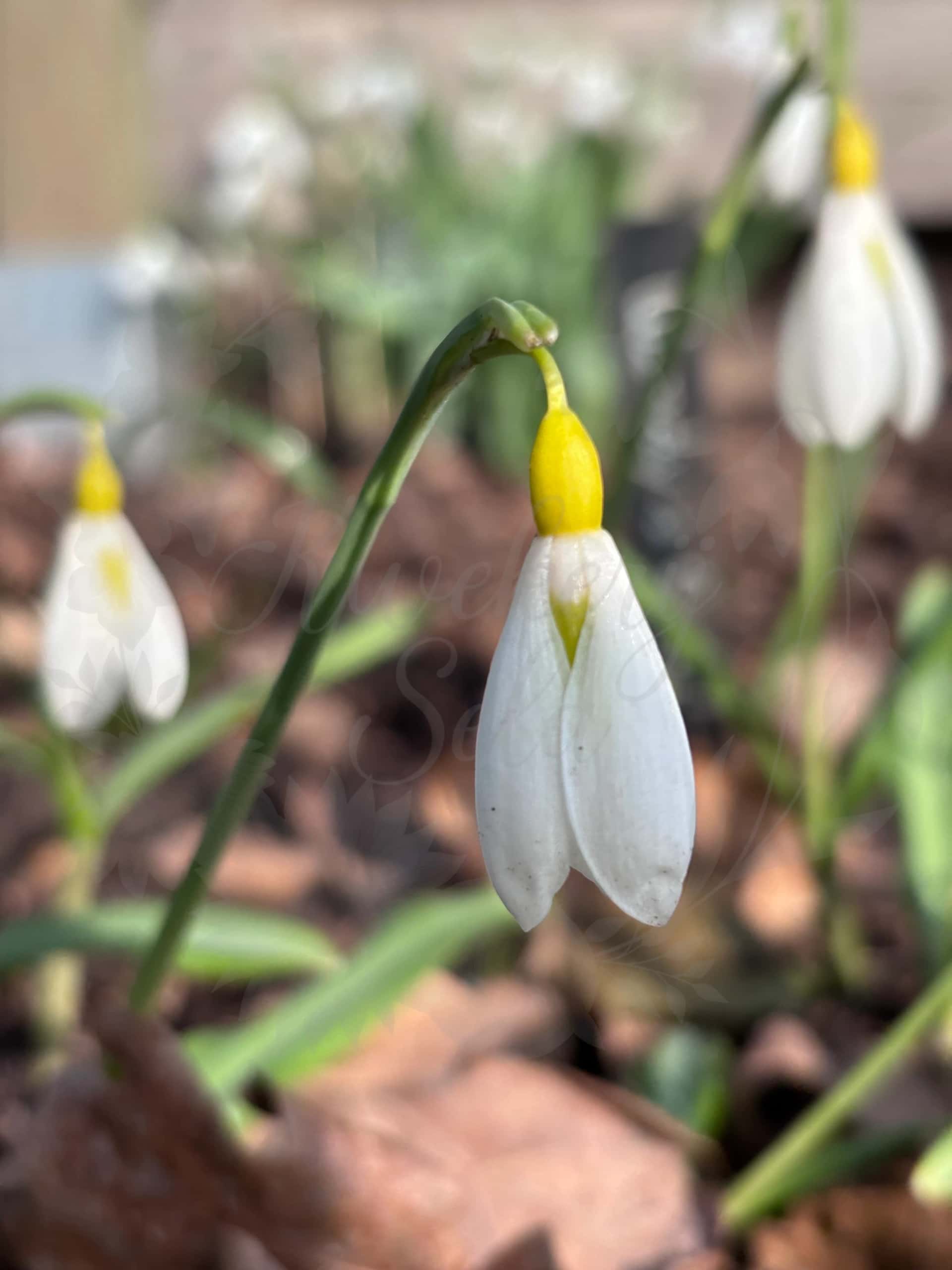 Galanthus "Wendy's Gold" 2