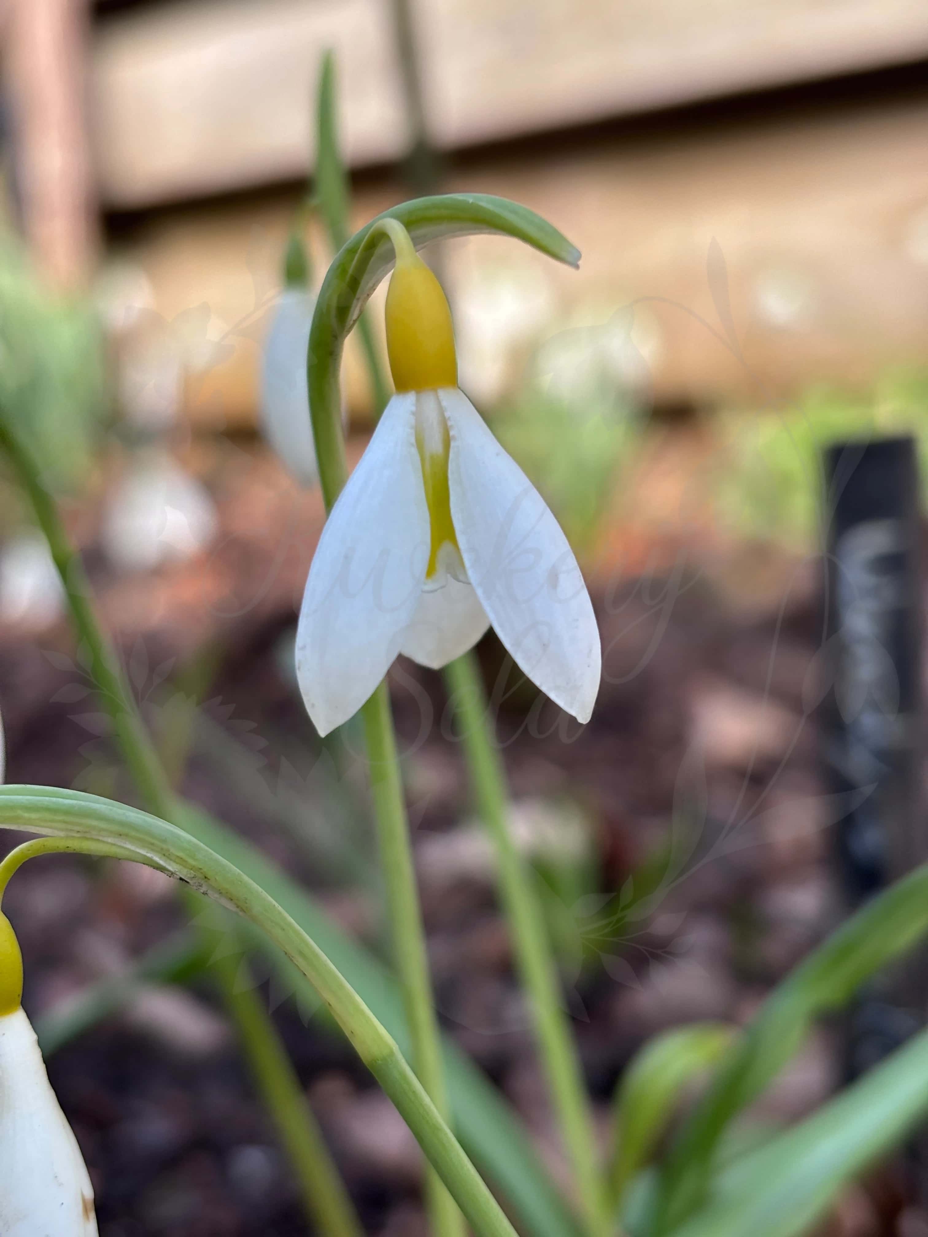 Galanthus "Wendy's Gold" 3