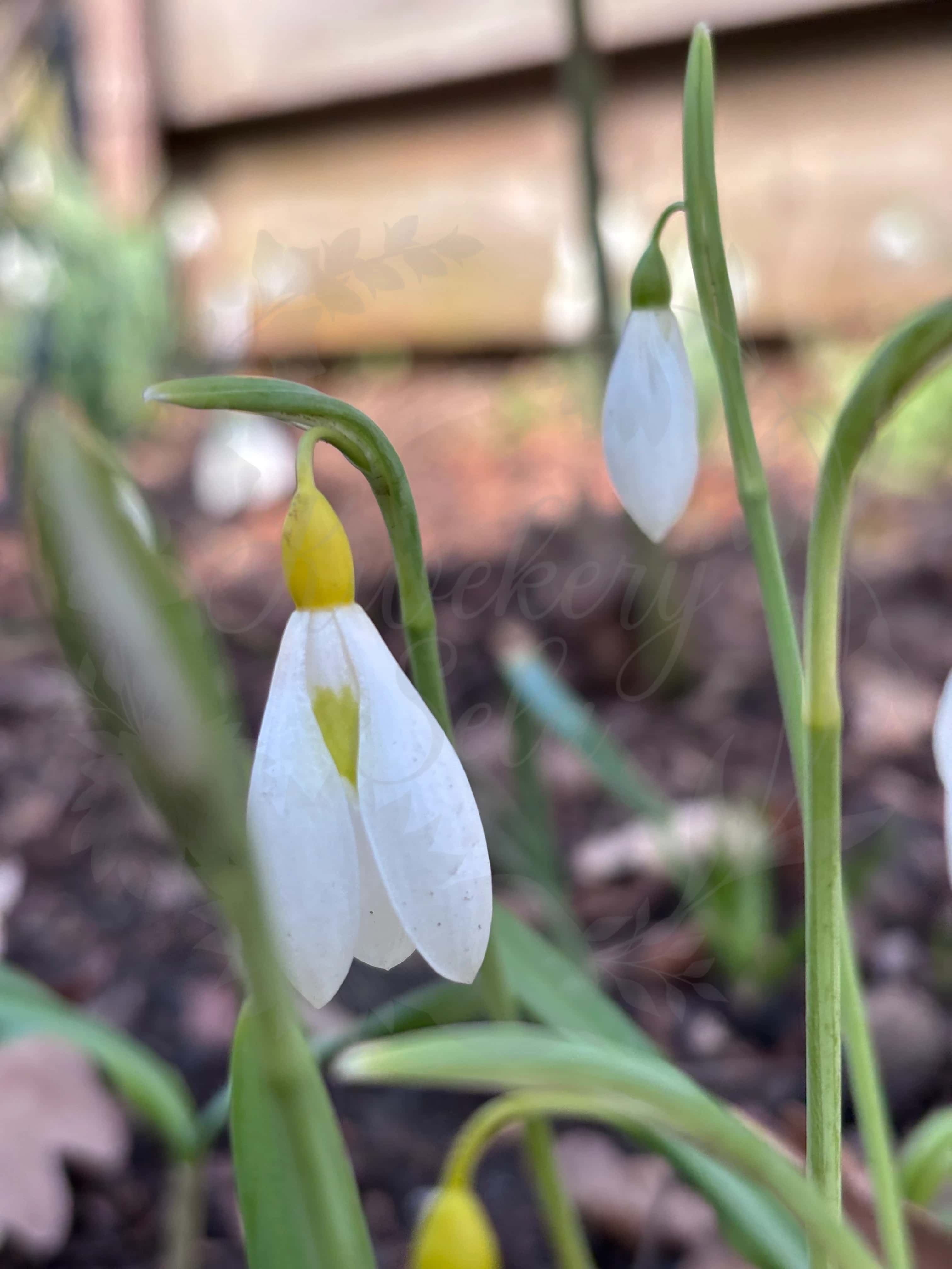 Galanthus "Wendy's Gold" 4