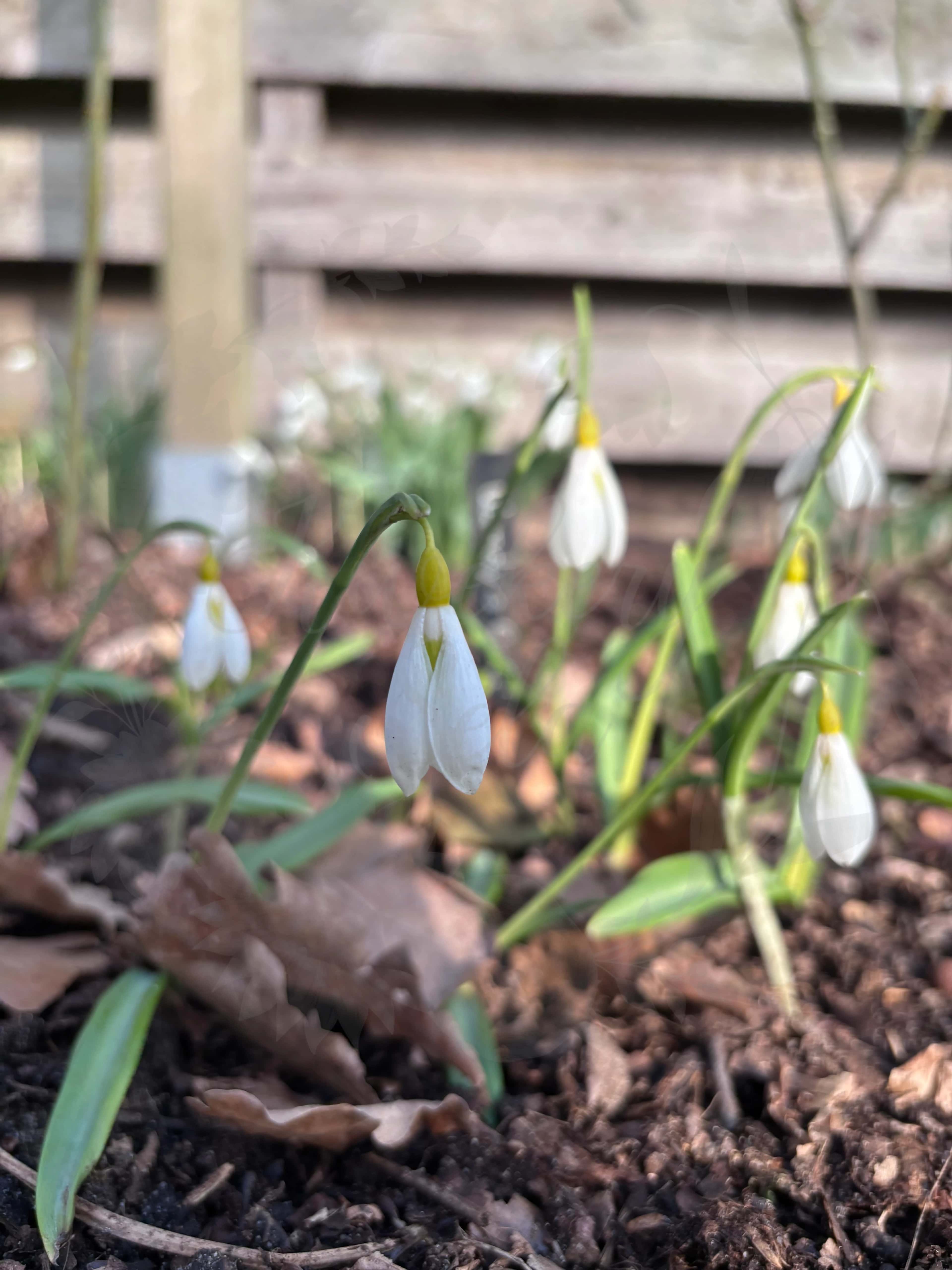 Galanthus "Wendy's Gold" 5