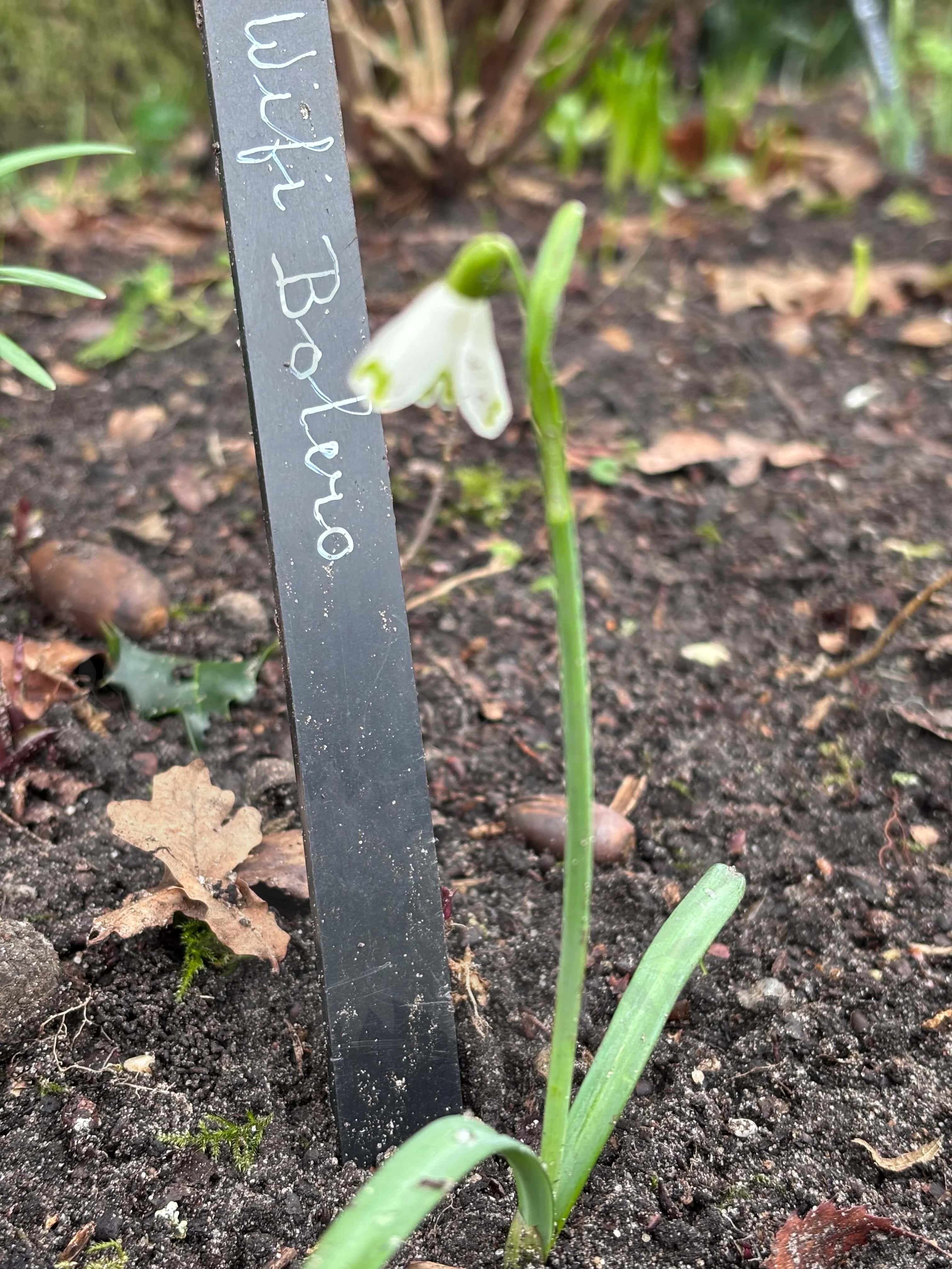 Galanthus "Wifi Bolero" 1