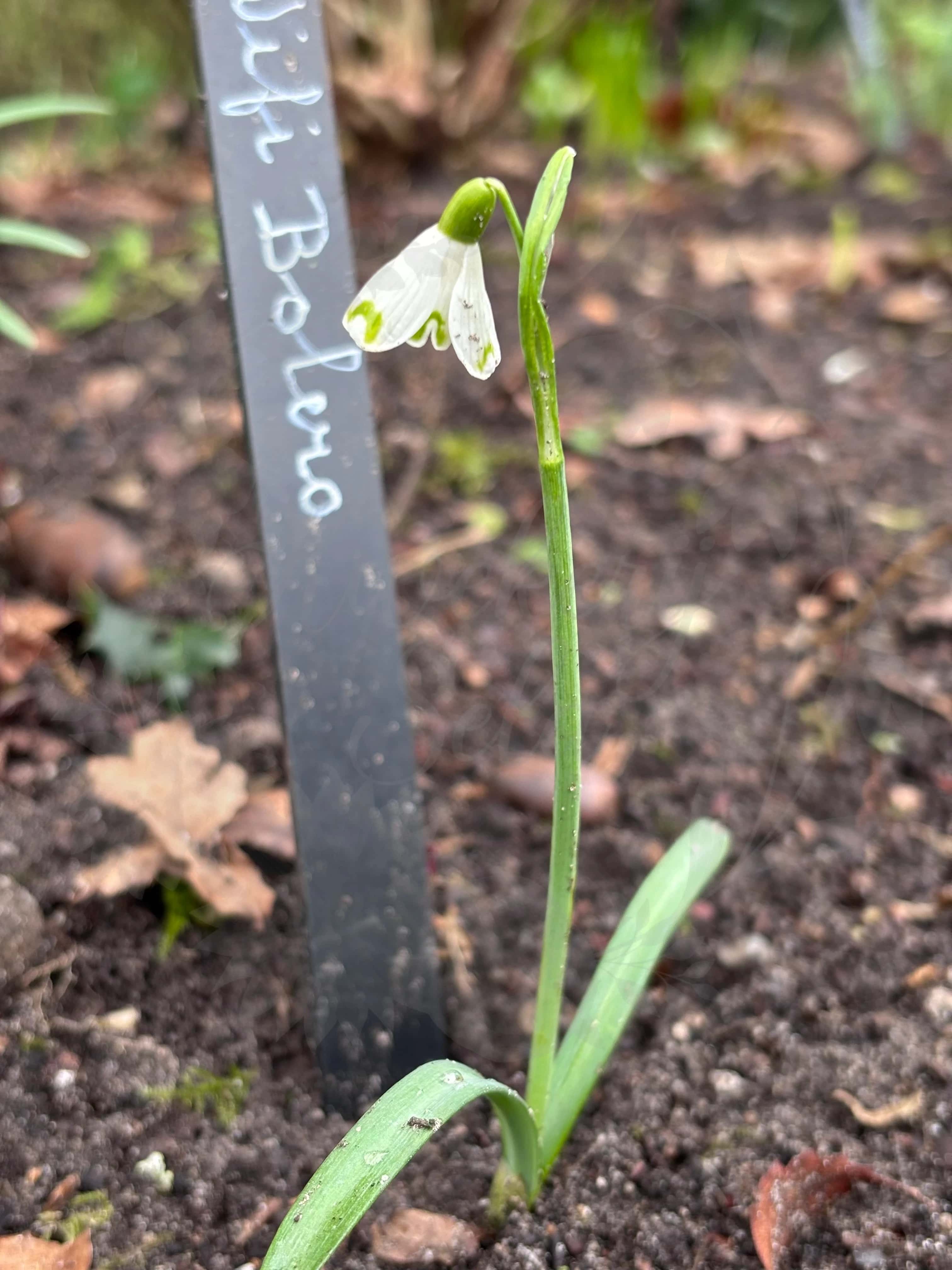 Galanthus "Wifi Bolero" 2