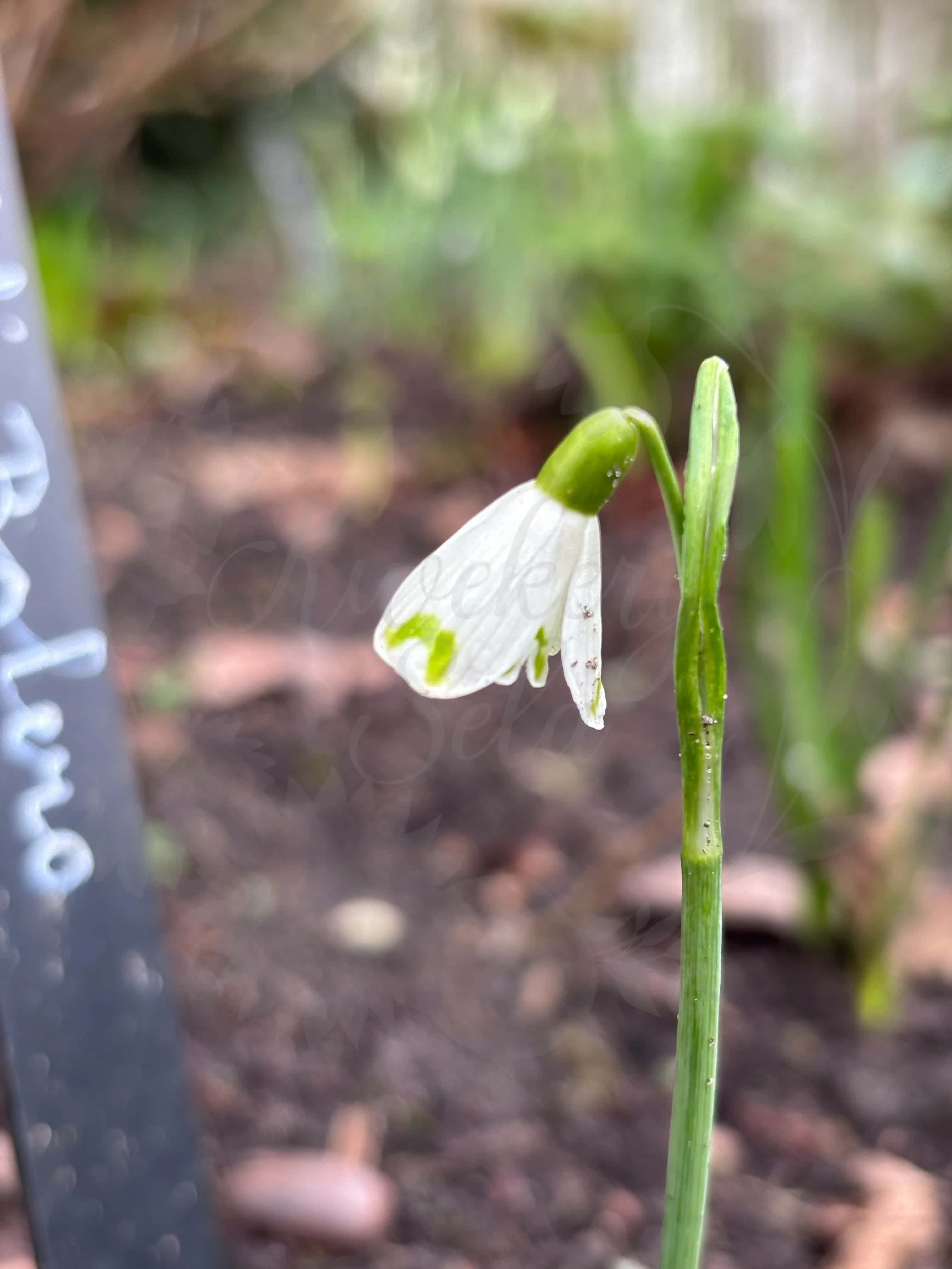 Galanthus "Wifi Bolero" 3