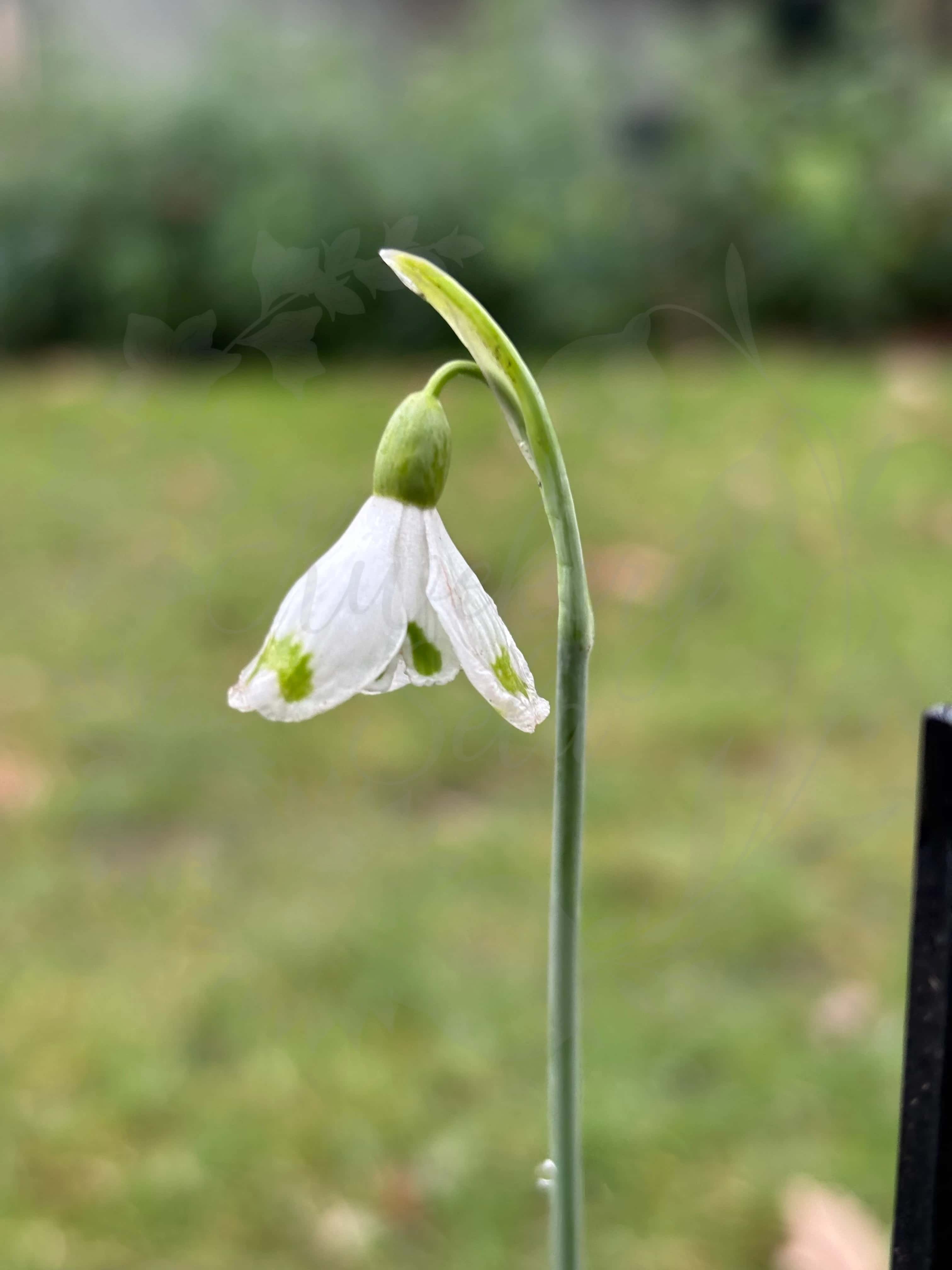 Galanthus "Wifi Cockpit" 1