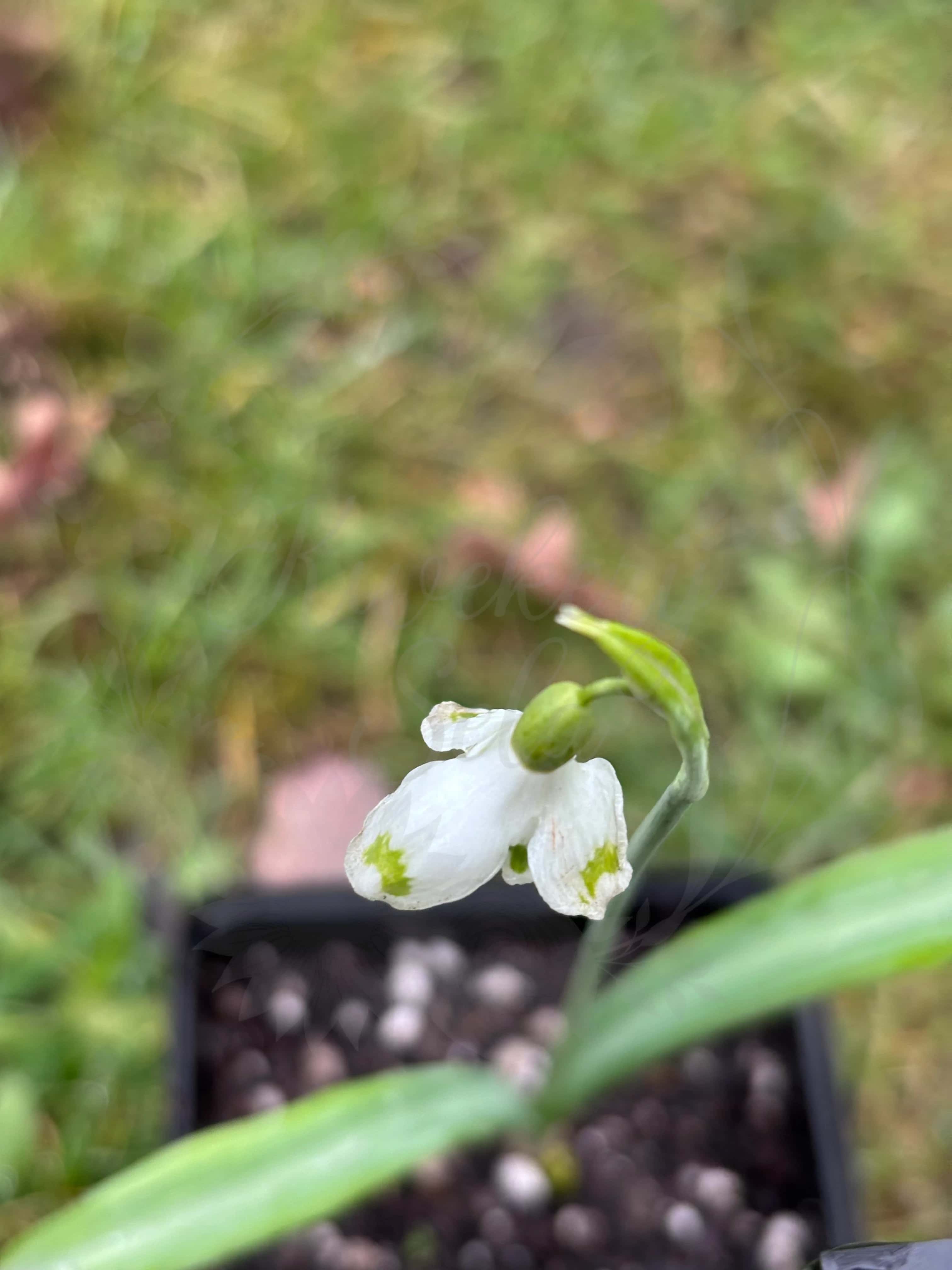 Galanthus "Wifi Cockpit" 2