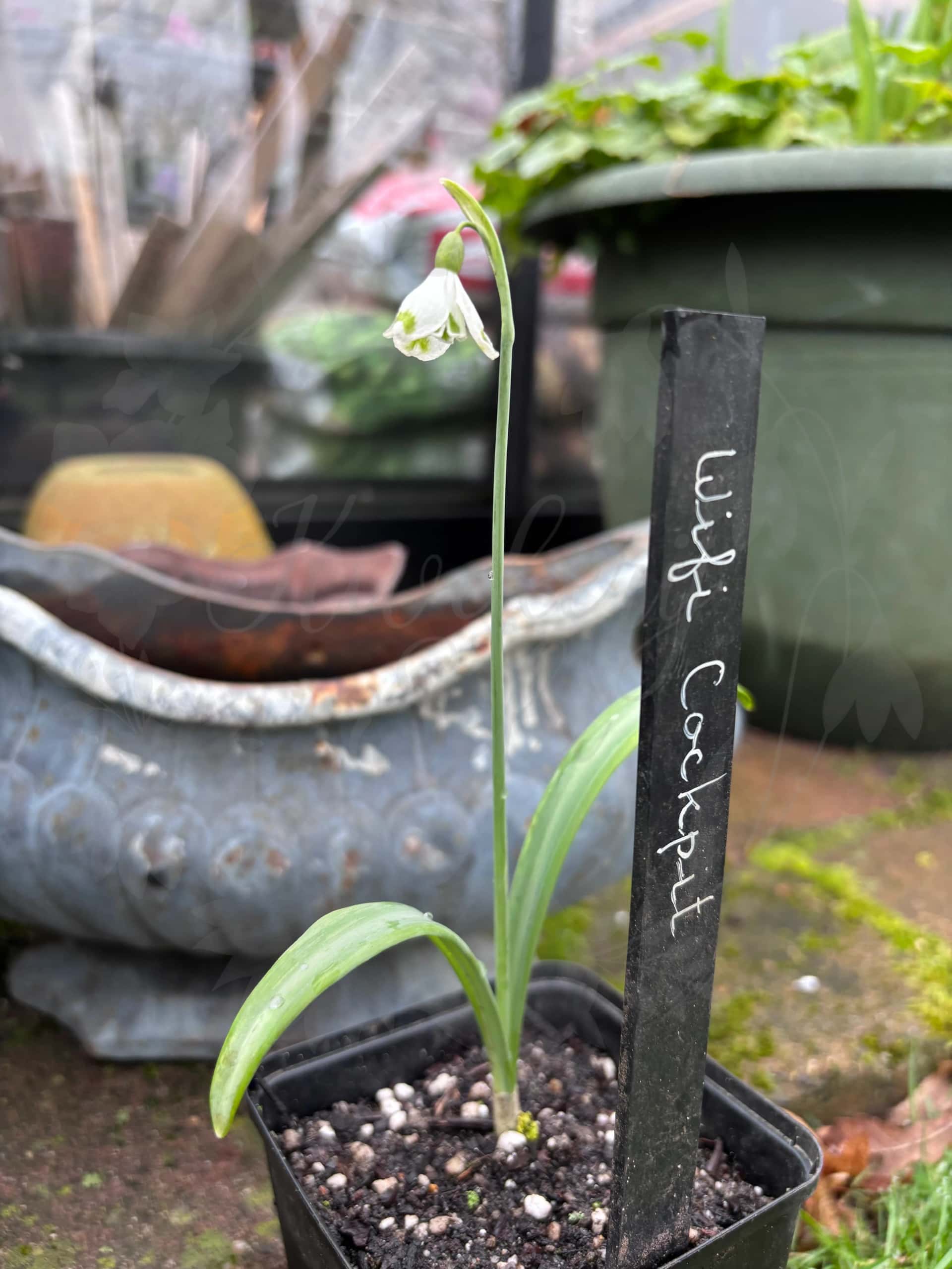 Galanthus "Wifi Cockpit" 3
