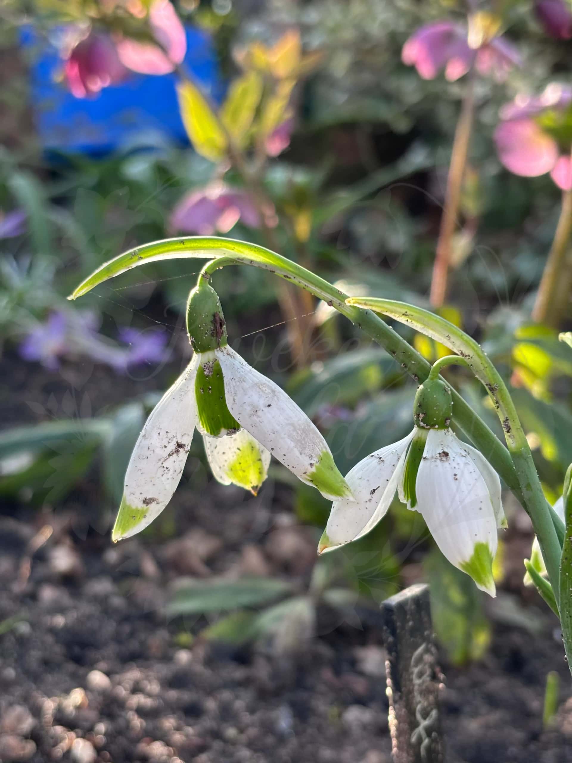 Galanthus "Wifi Kittiwake" 2
