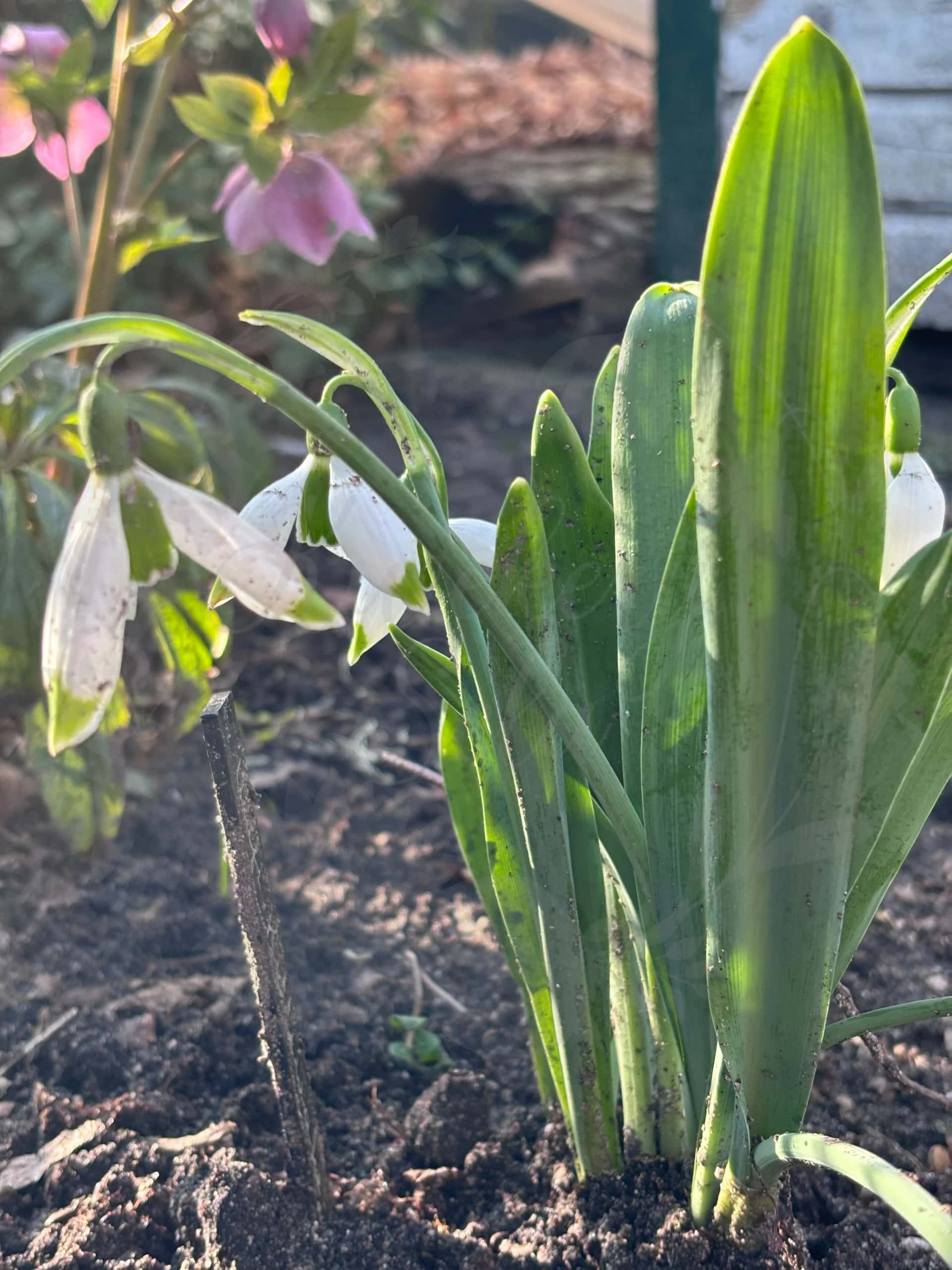 Galanthus "Wifi Kittiwake" 3