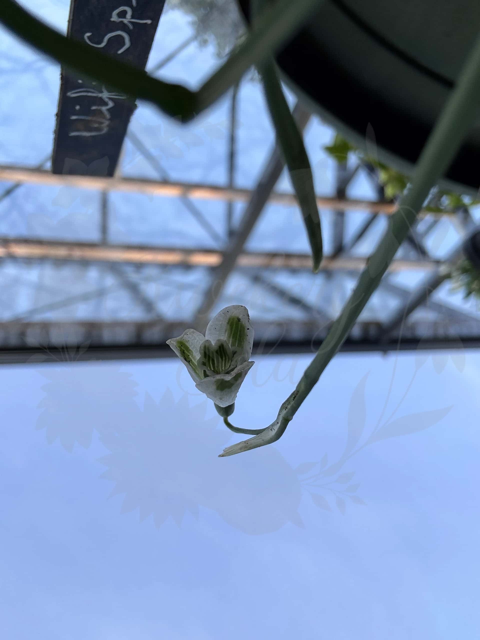 Galanthus "Wifi Spinach Creme" 2