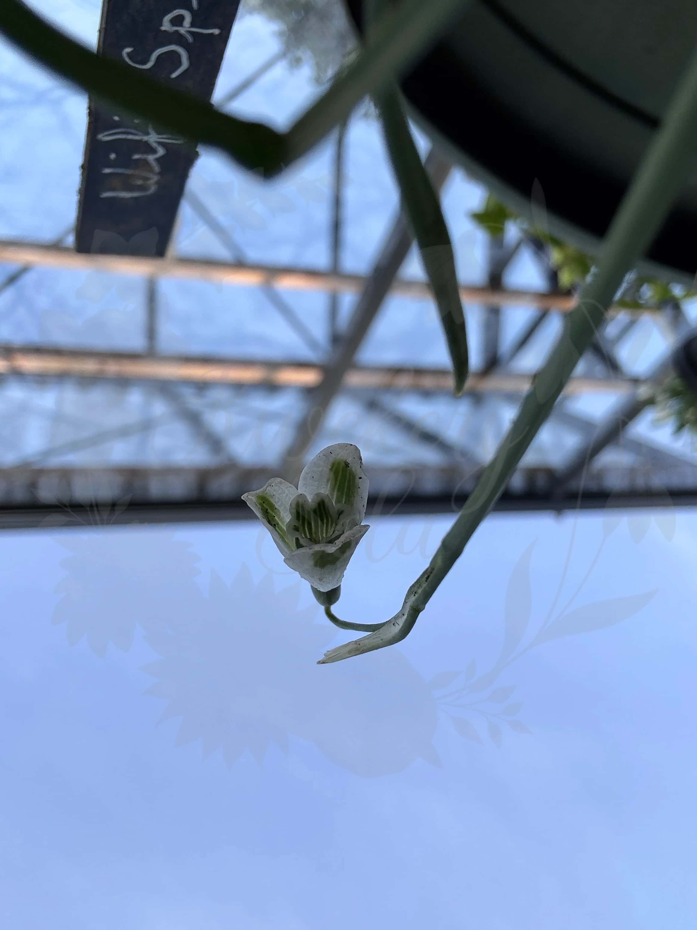 Galanthus "Wifi Spinach Creme" 2