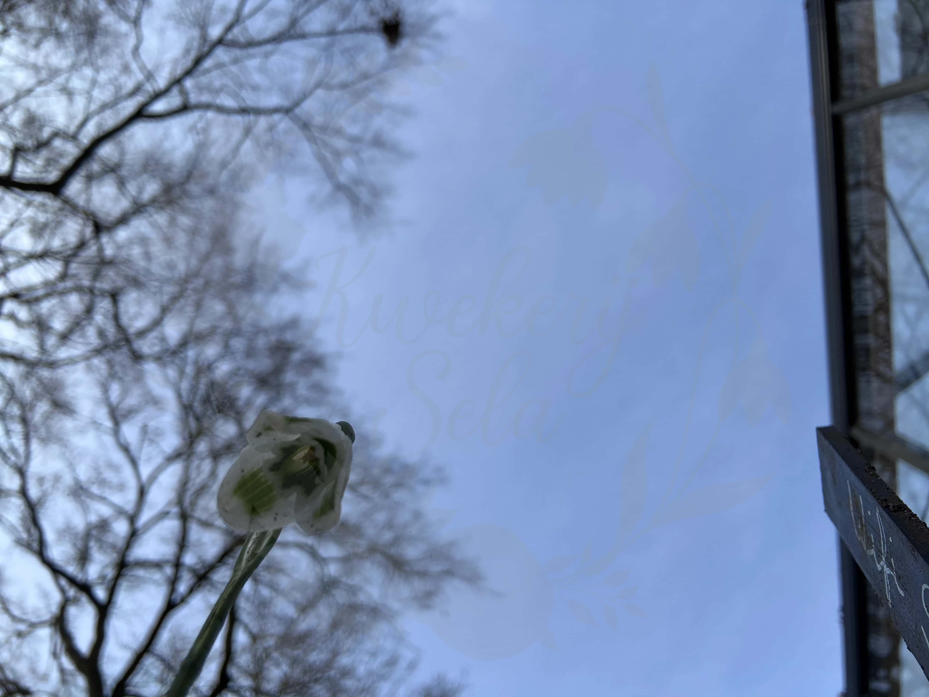 Galanthus "Wifi Spinach Creme" 3