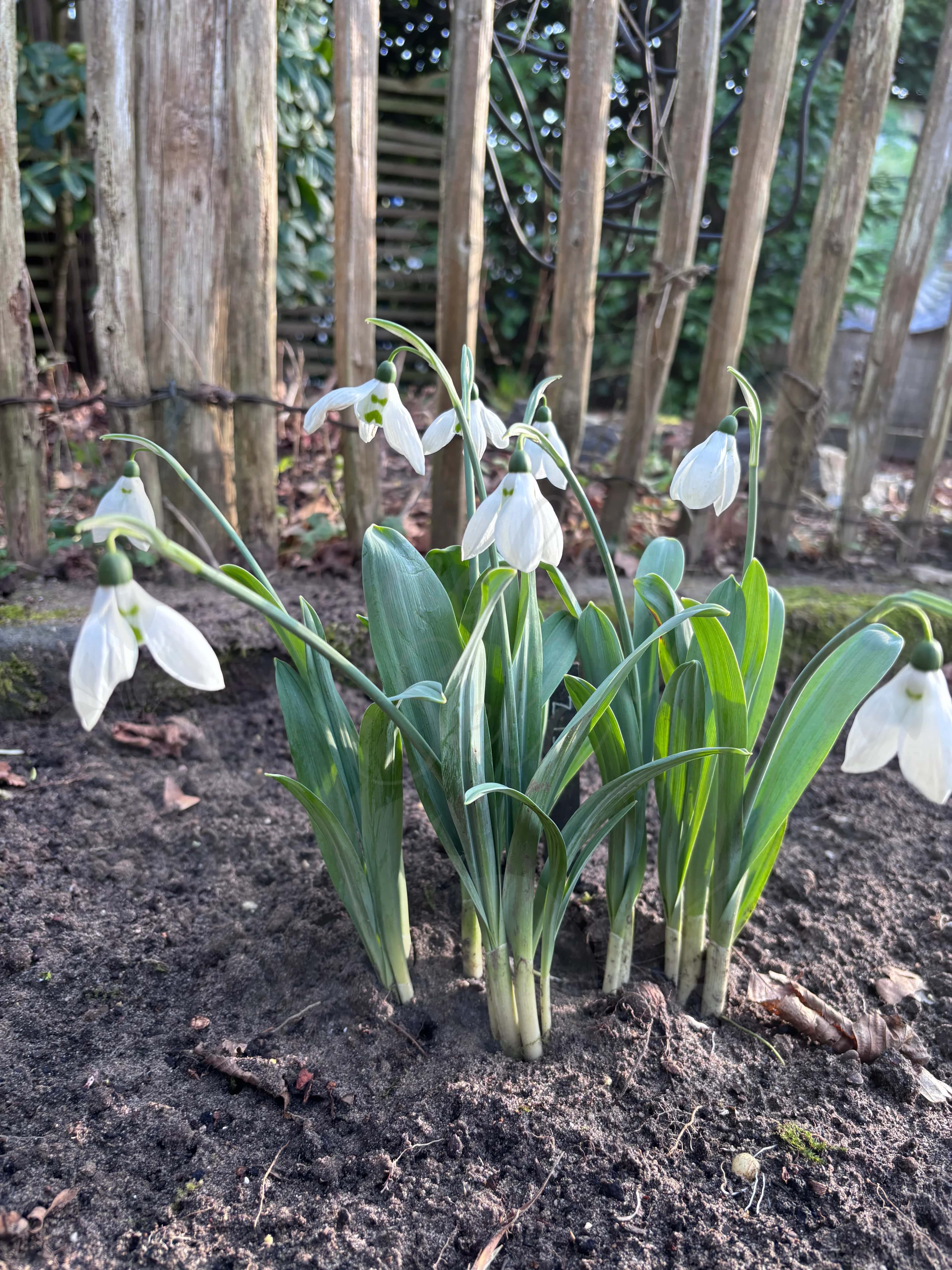 Galanthus "Inez" 3