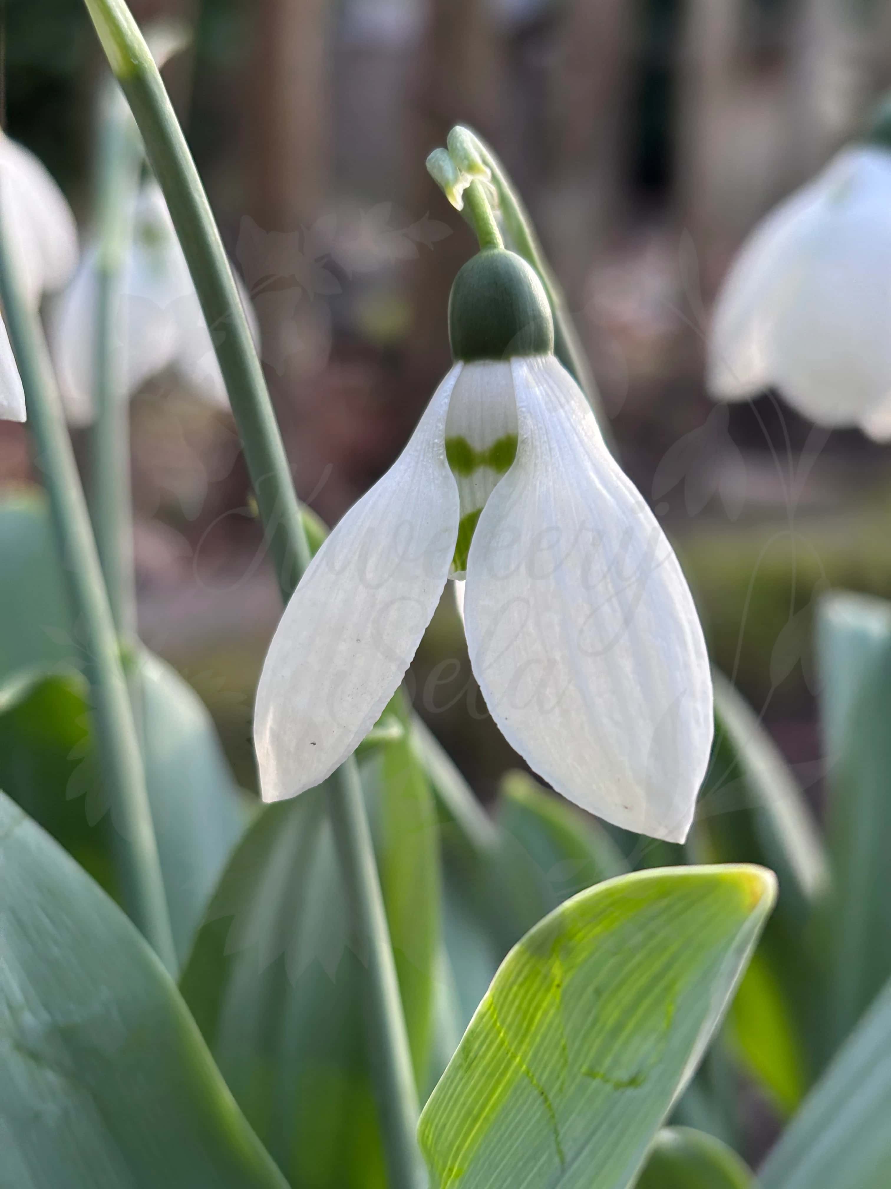Galanthus "Inez" 2